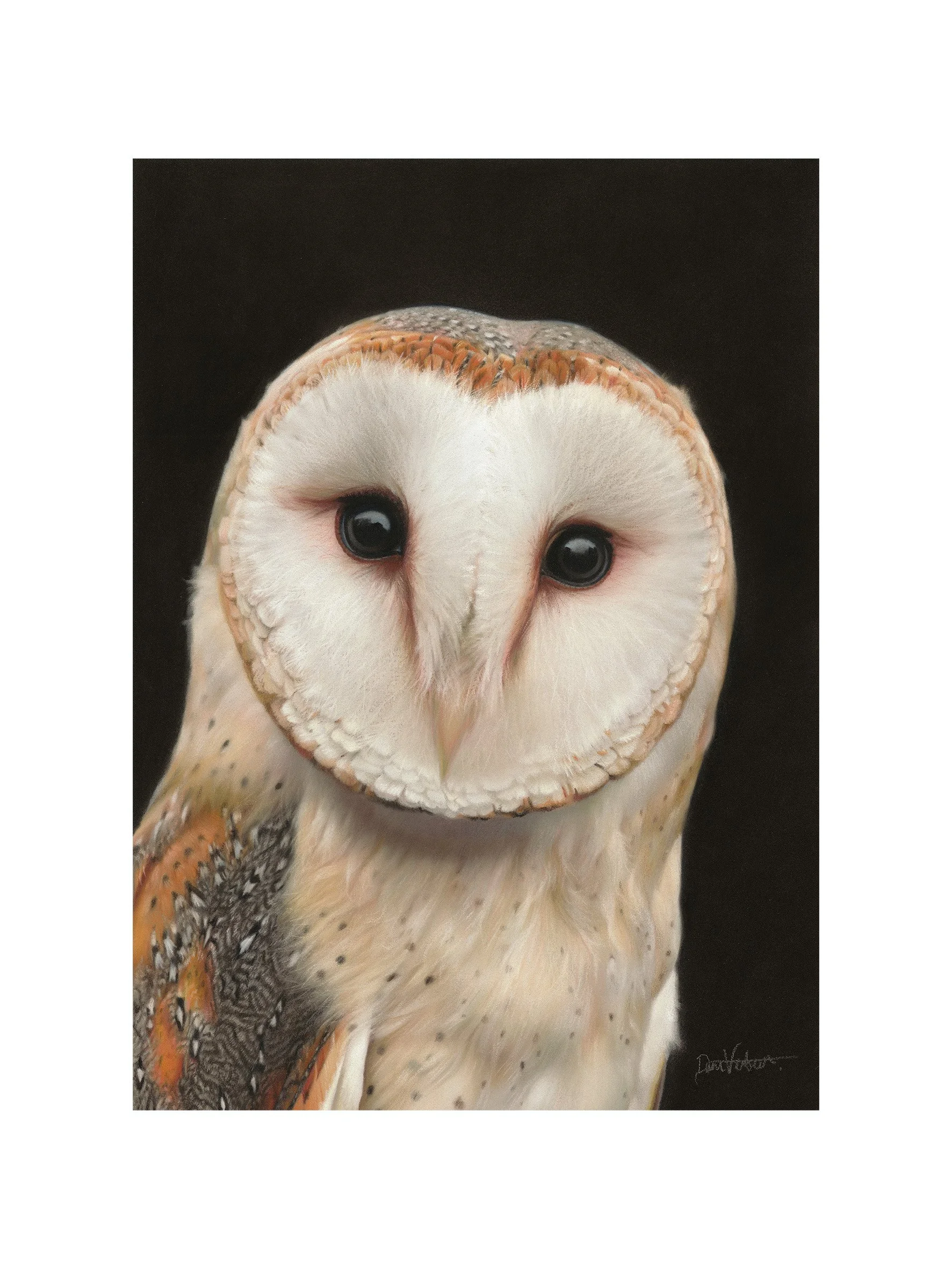 Barn Owl LR bal.jpg