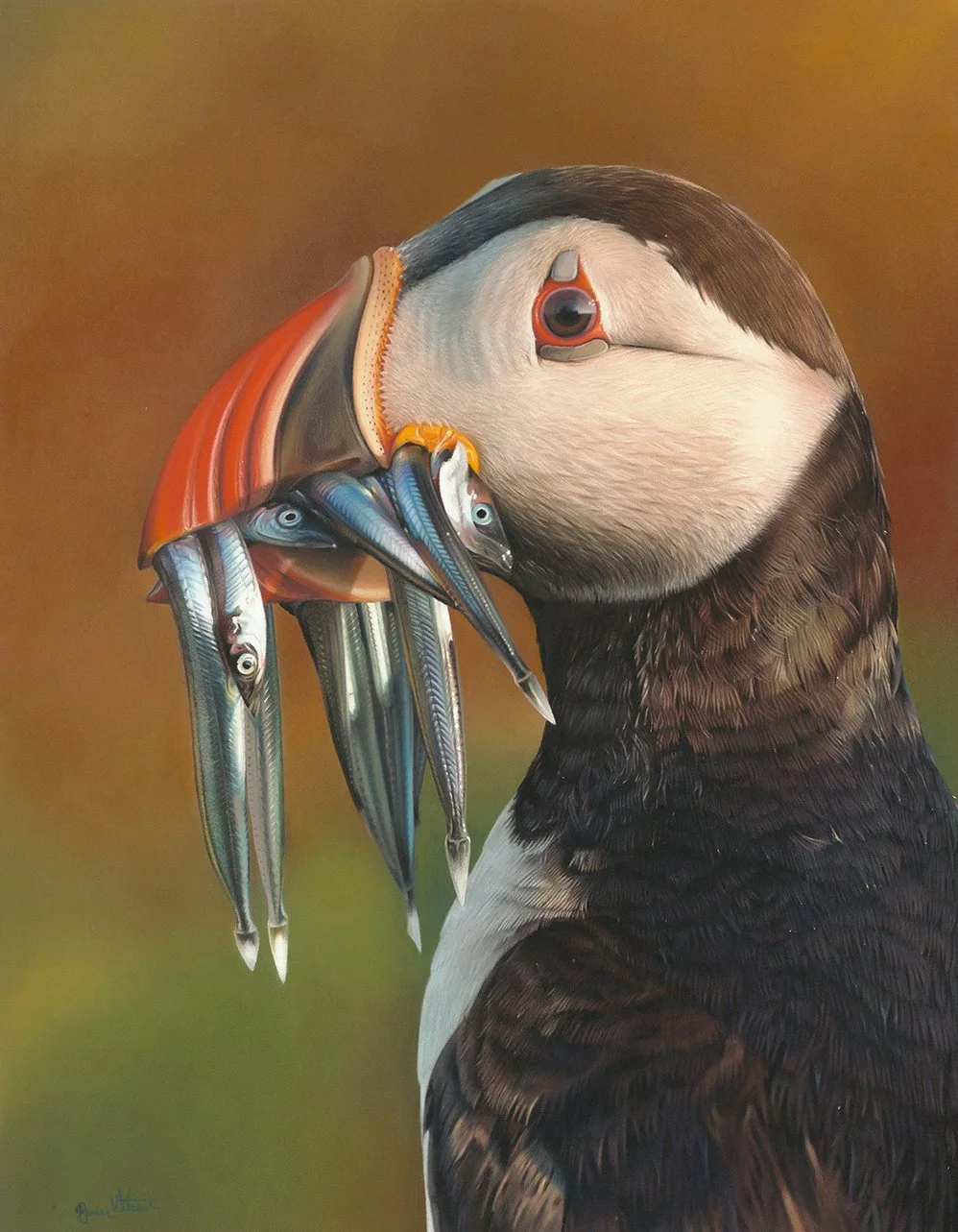 Puffin2.jpg