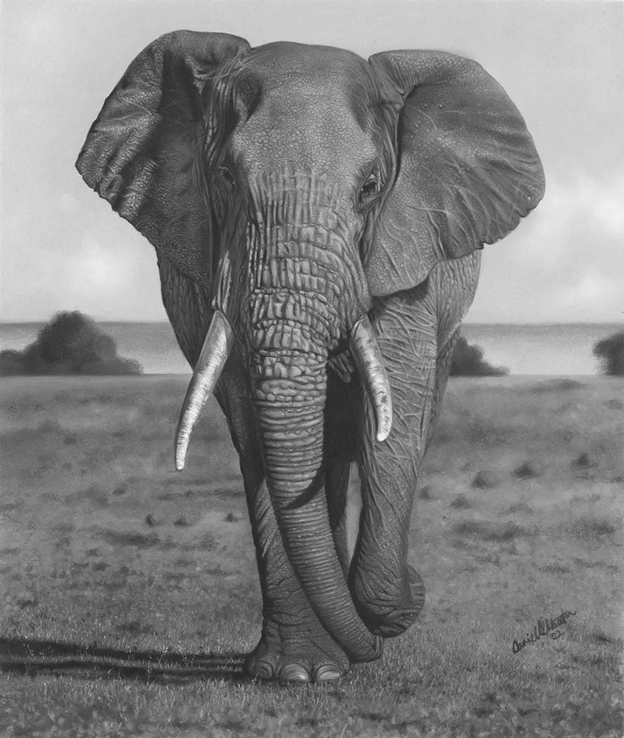 Elephant Artwork B&W.jpg