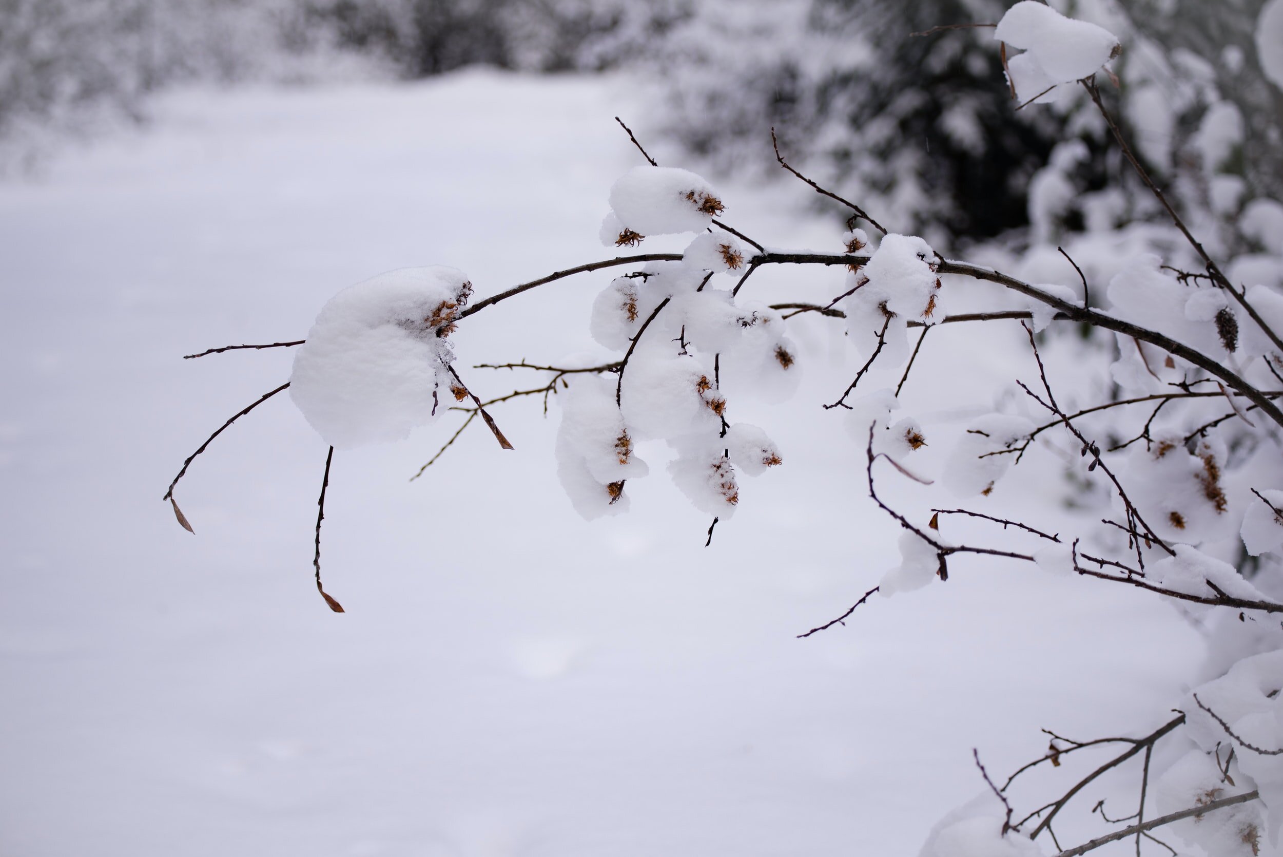 January 2021 Newsletter