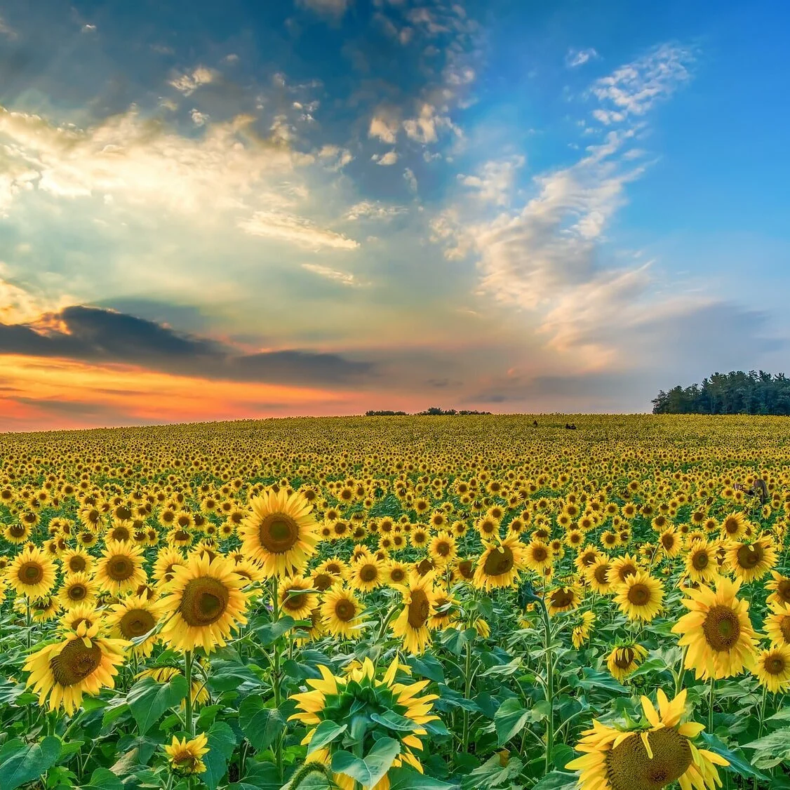 Summer 2021 Newsletter