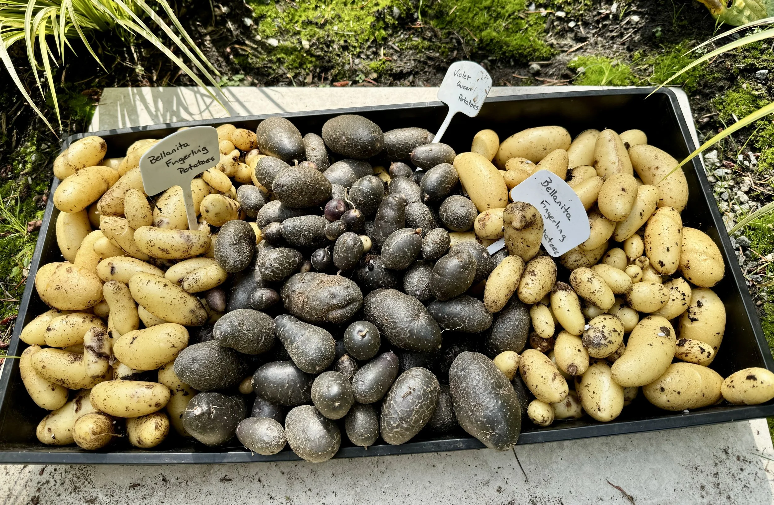 Growing Potatoes: Better Late Than Never!