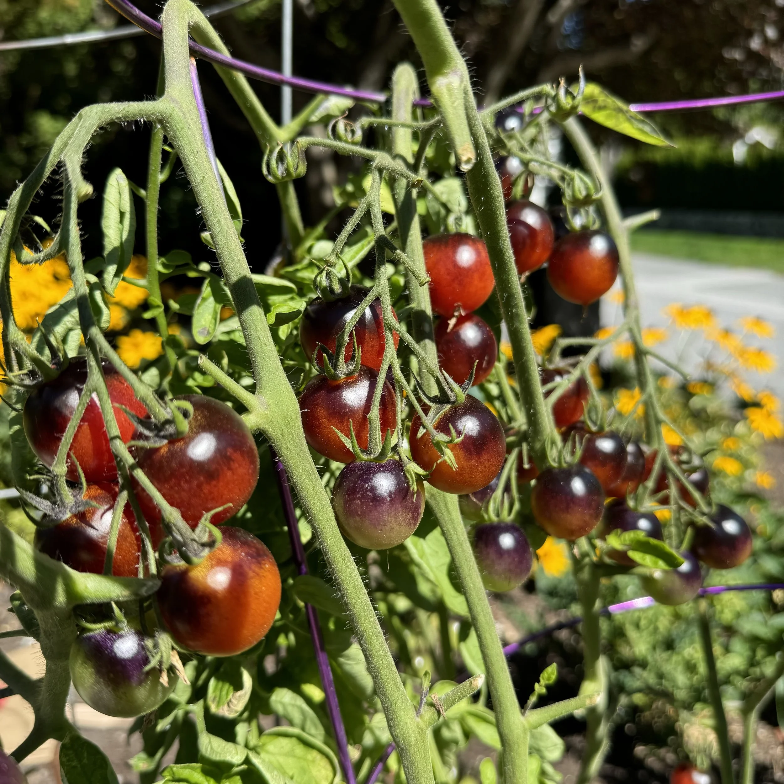 2024 Tomatoes: A Season of Learning, Growth...and a Jungle Takeover