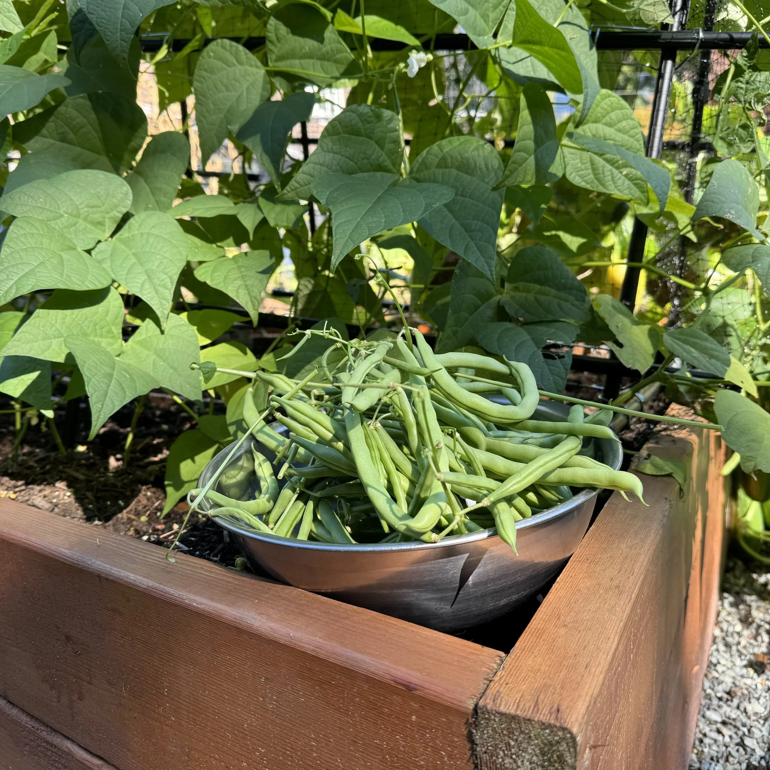 Beautiful Beans: A Simple Guide to Growing and Enjoying Them