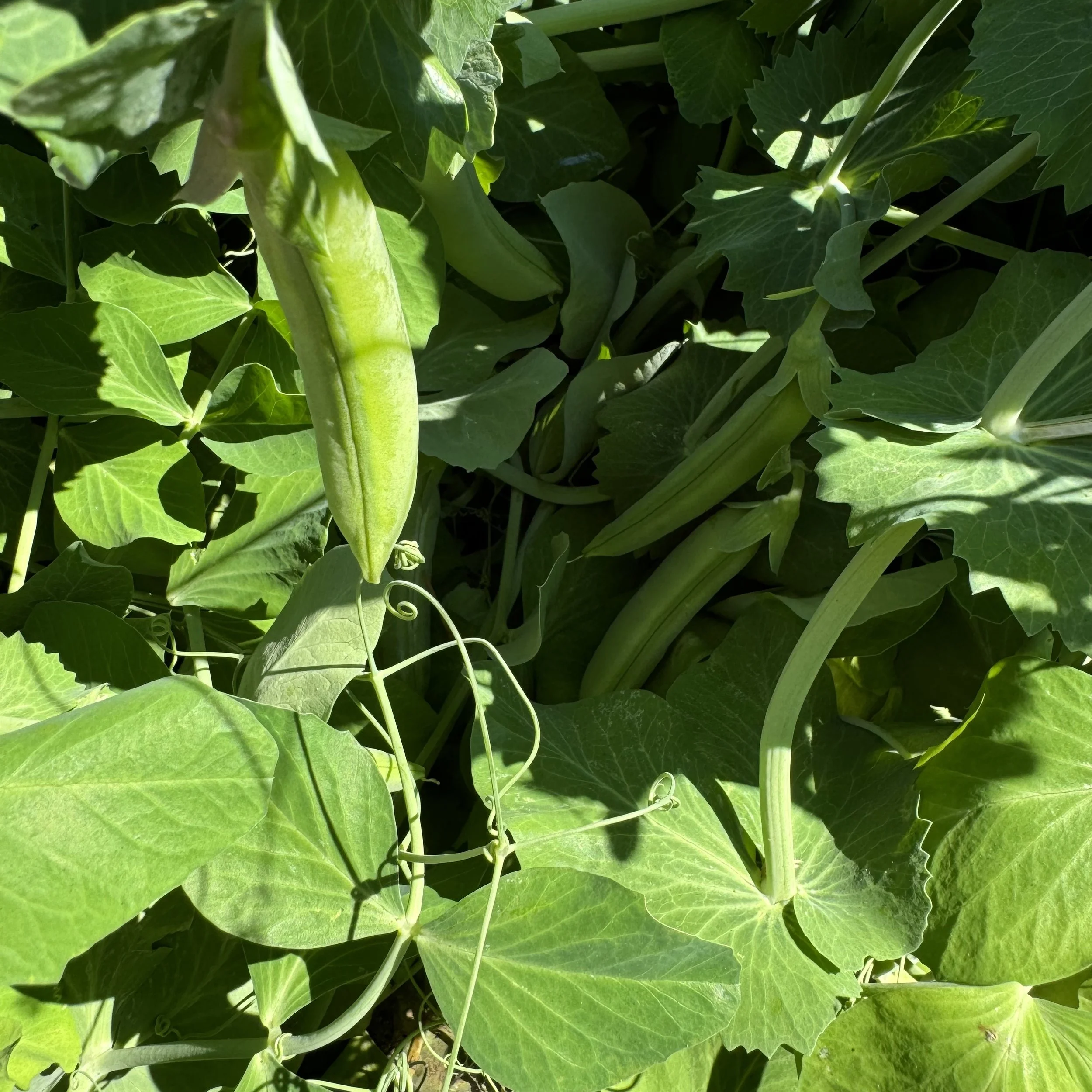 2024 Sugar Snap Peas: Sweet, Crisp and Oh-So-Delicious