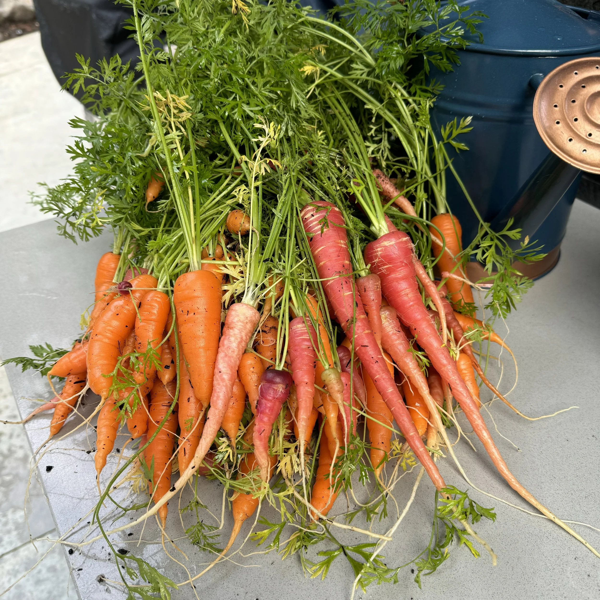 2024 Carrots - Ingot, Little Finger and Cosmic Purple