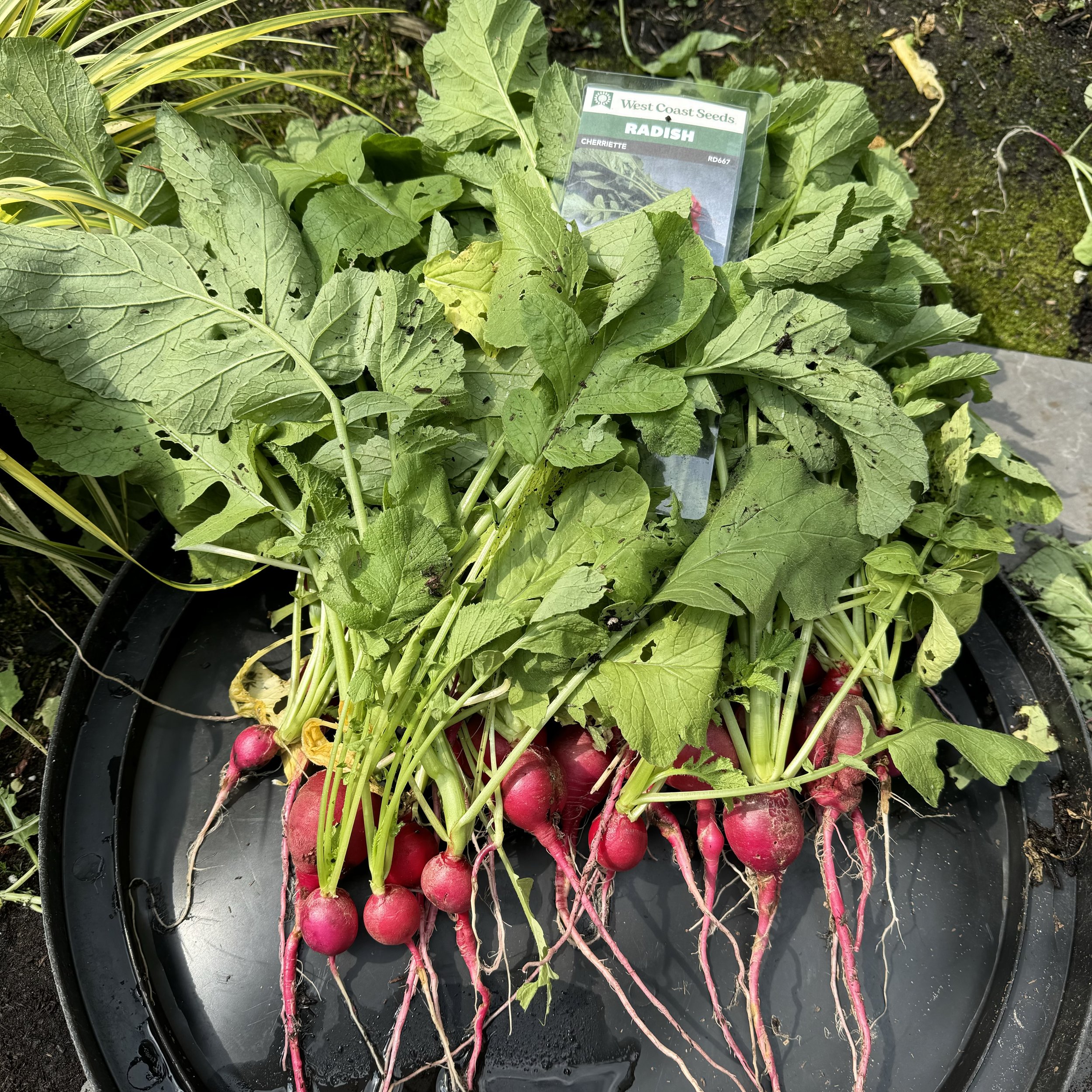 2024 Radishes - Cherriettes