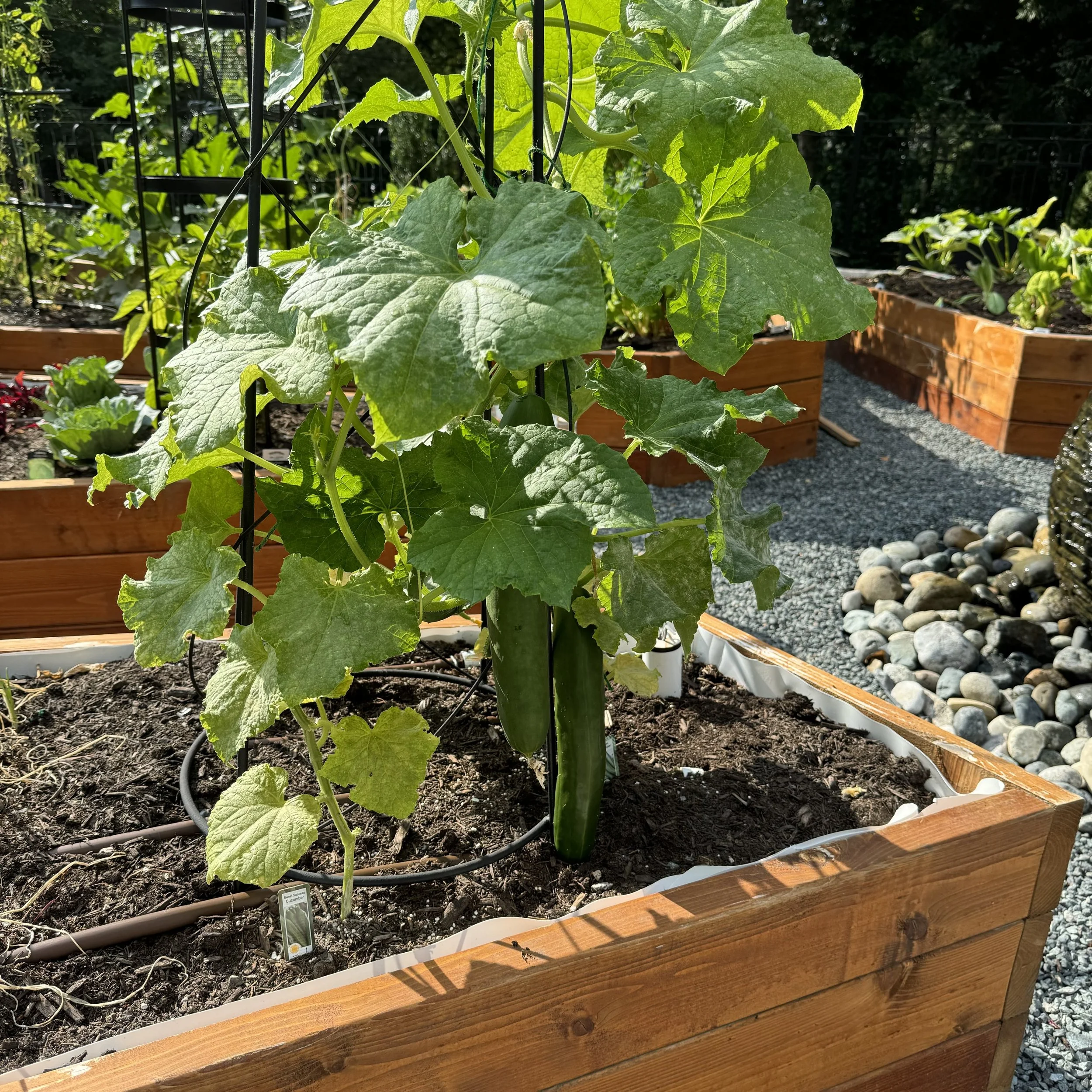 2024 Cucumbers - A Season of Soil Lessons and a Late Comeback