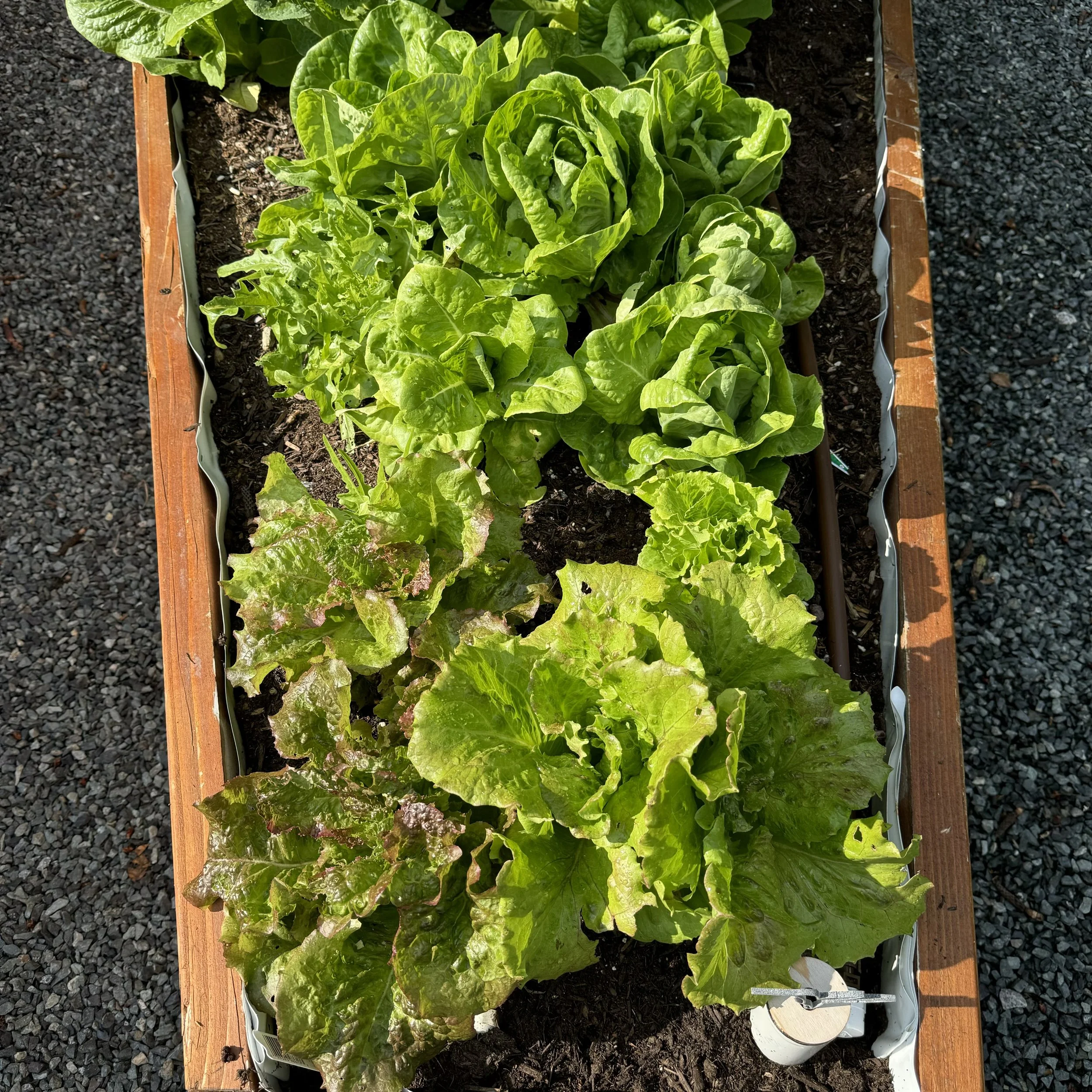 2024 Lettuce: Easy to Grow, Quick to Bolt, and Loved by More Than Just Me!