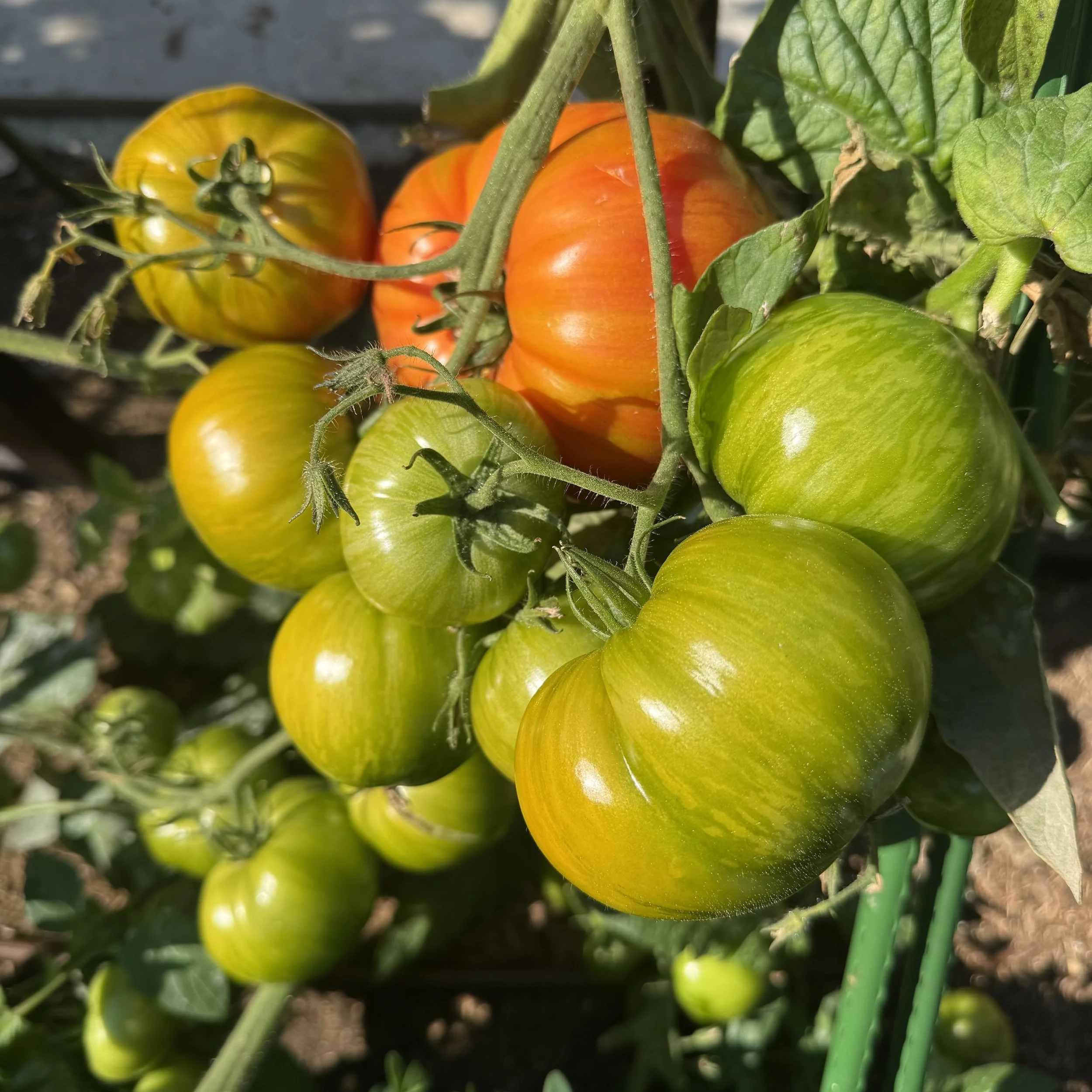 Green Tomato Chutney
