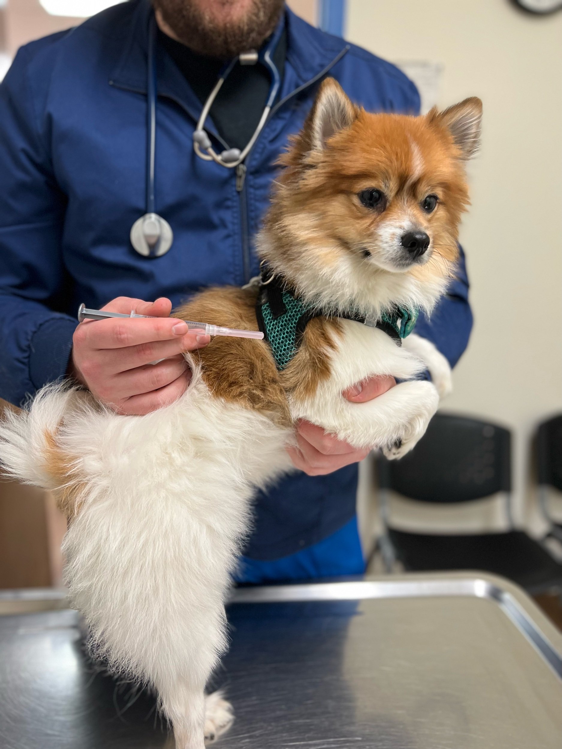 My Pet's Veterinary Urgent Care and Wellness