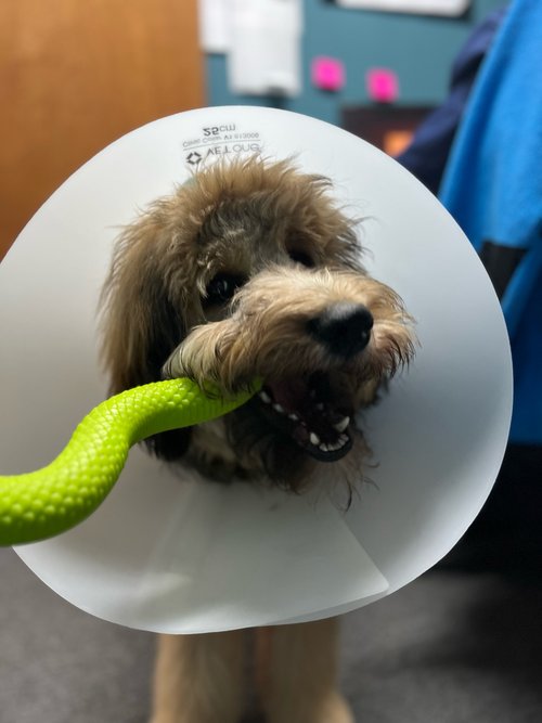 My Pet's Veterinary Urgent Care and Wellness My Pet's Veterinary Urgent Care and Wellness