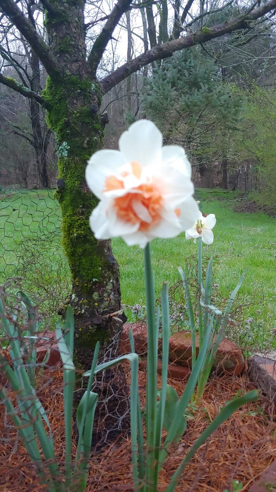 replete daffodil