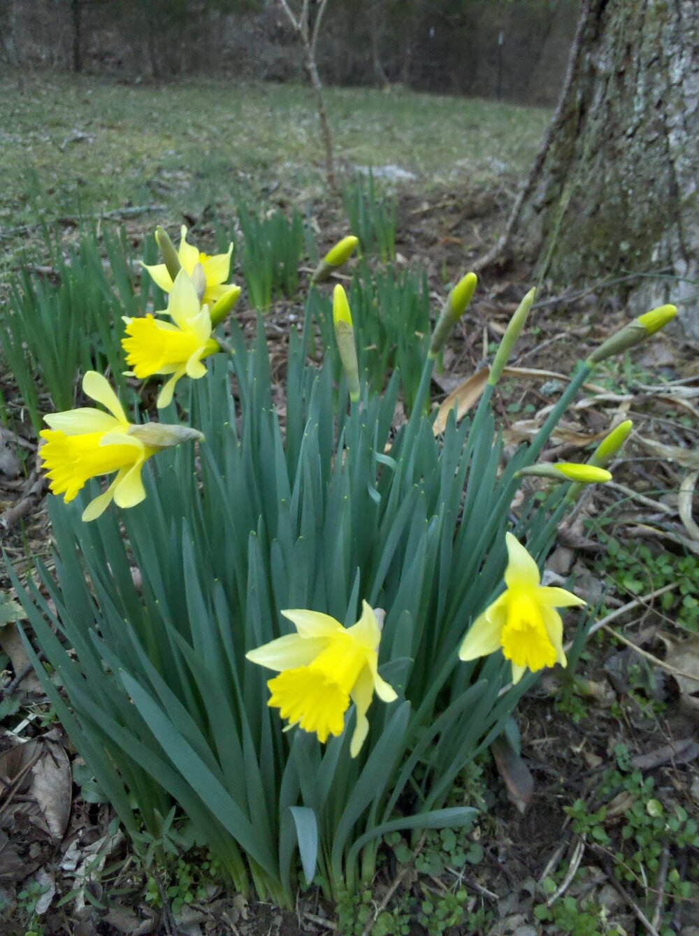 clump of daffodils