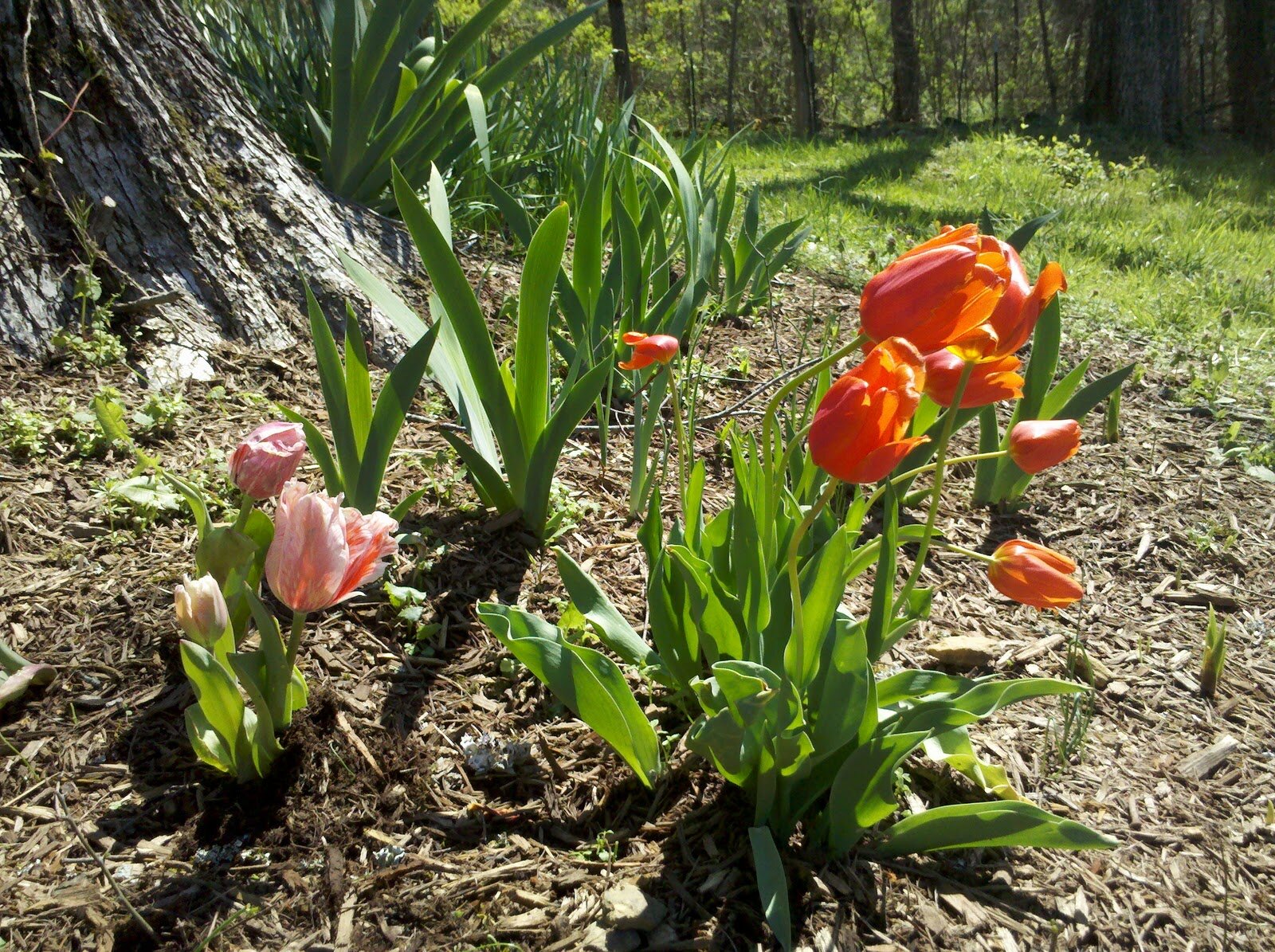 pink & red tulips.jpg