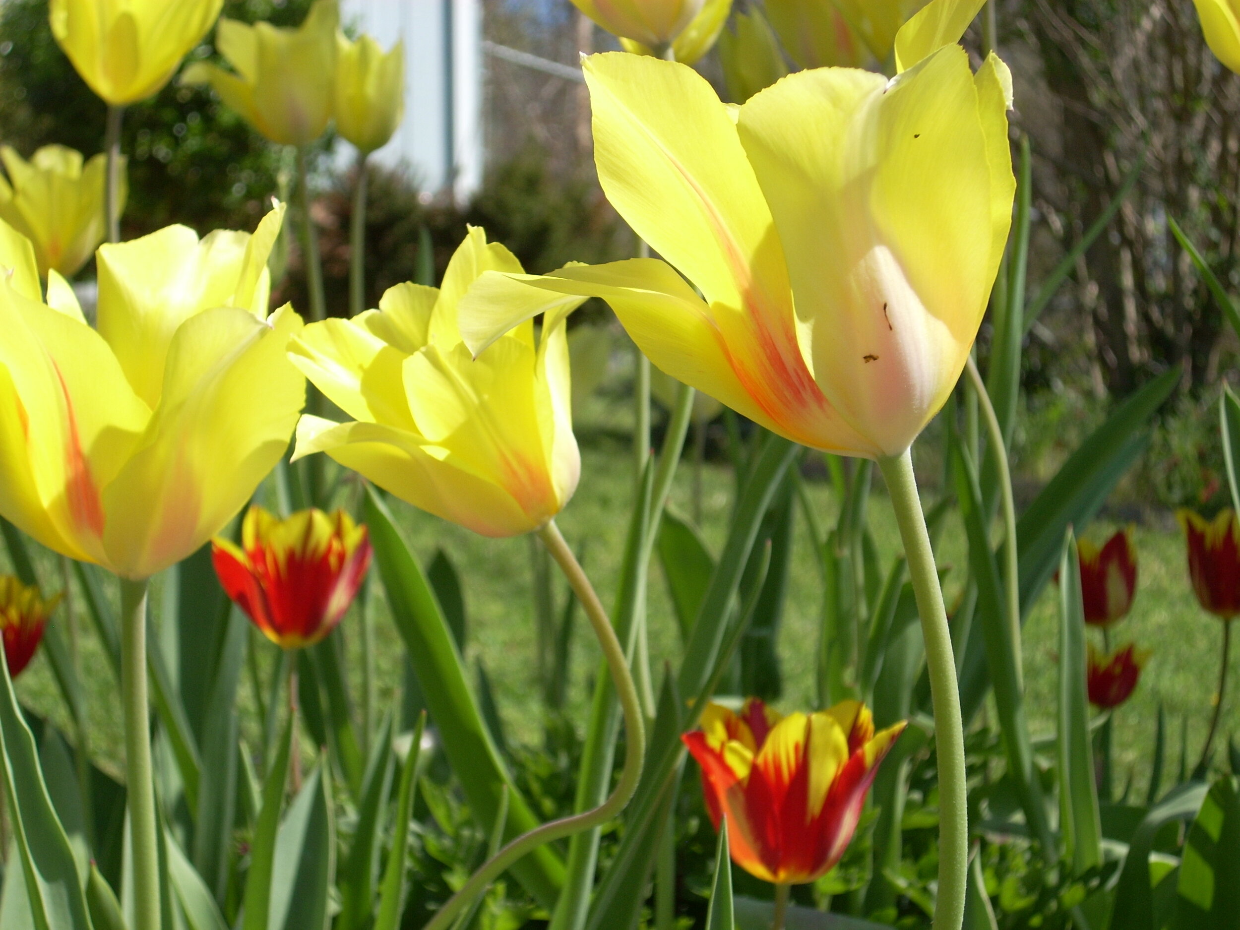 yellow and red tulips.jpg
