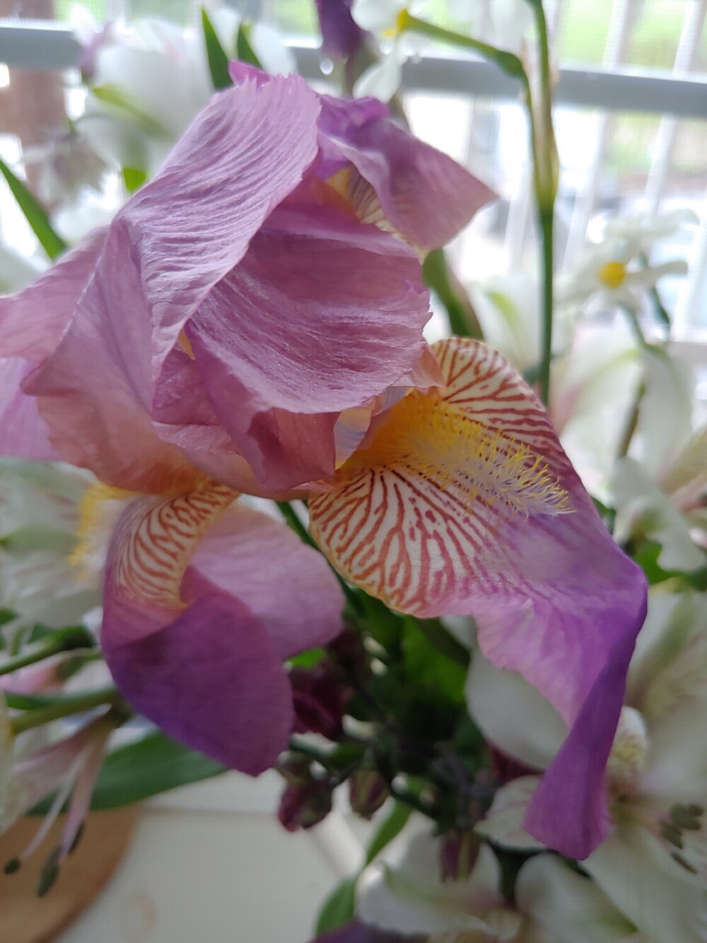 purple iris.jpg