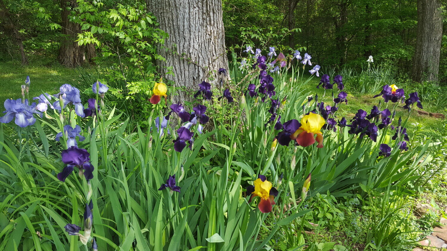 iris flower bed.jpg