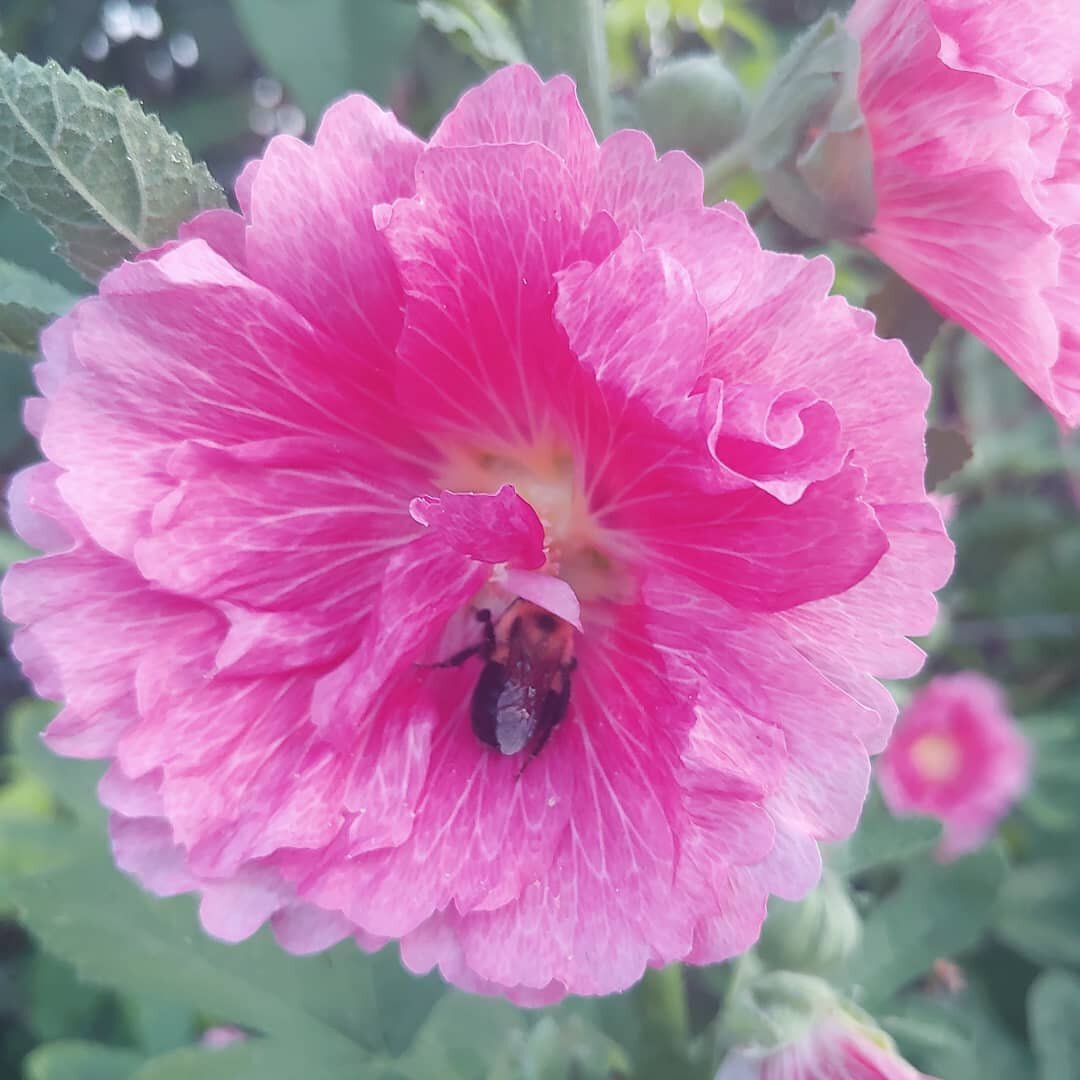 Well hello there little friend!  We love seeing the bees sleeping in the hollyhock blooms.  So cute!
.
.
.
.#pink #hollyhock #flowergarden #bees #happygardeninglife #lifeonthefarm #pollinators #insect #pollinator #gardenerslife #hobbyfarm #homestead 