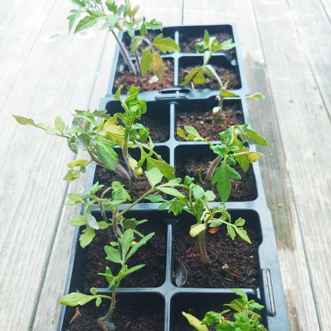 These little heirloom tomatoes have been just hanging out, waiting for the weather to get warm enough.  Gardening season is here!
.
.
.
.#gardening #gardeningseason #summergarden #heirloomtomatoes #seedstarting #vegetablegarden #growyourownfood #gard