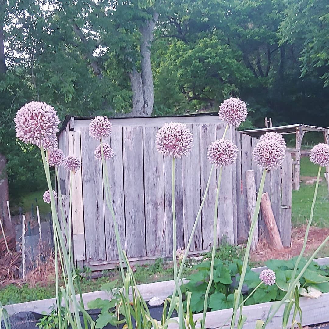 We may have let the garlic get a little too big, but the blooms sure look pretty in the garden. 
.
.
.
.#gardening #allium #garlicflowers #growyourownveggies #hobbyfarm #purple #gardenlife #growveggies #eatfresh #homegrownveggies #vegetablegarden #ra