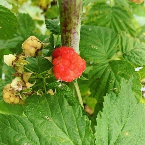 It has taken us a few years and some trial and error to learn how to care for them, but our raspberries have given us a beautiful harvest.  Staking and bird proofing help increase our yield.  Can't wait to make some cobblers!
.
.
.#homestead #raspber