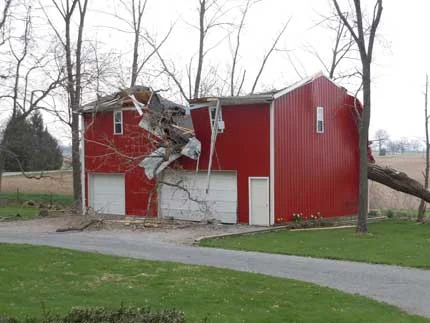 tree.jpg