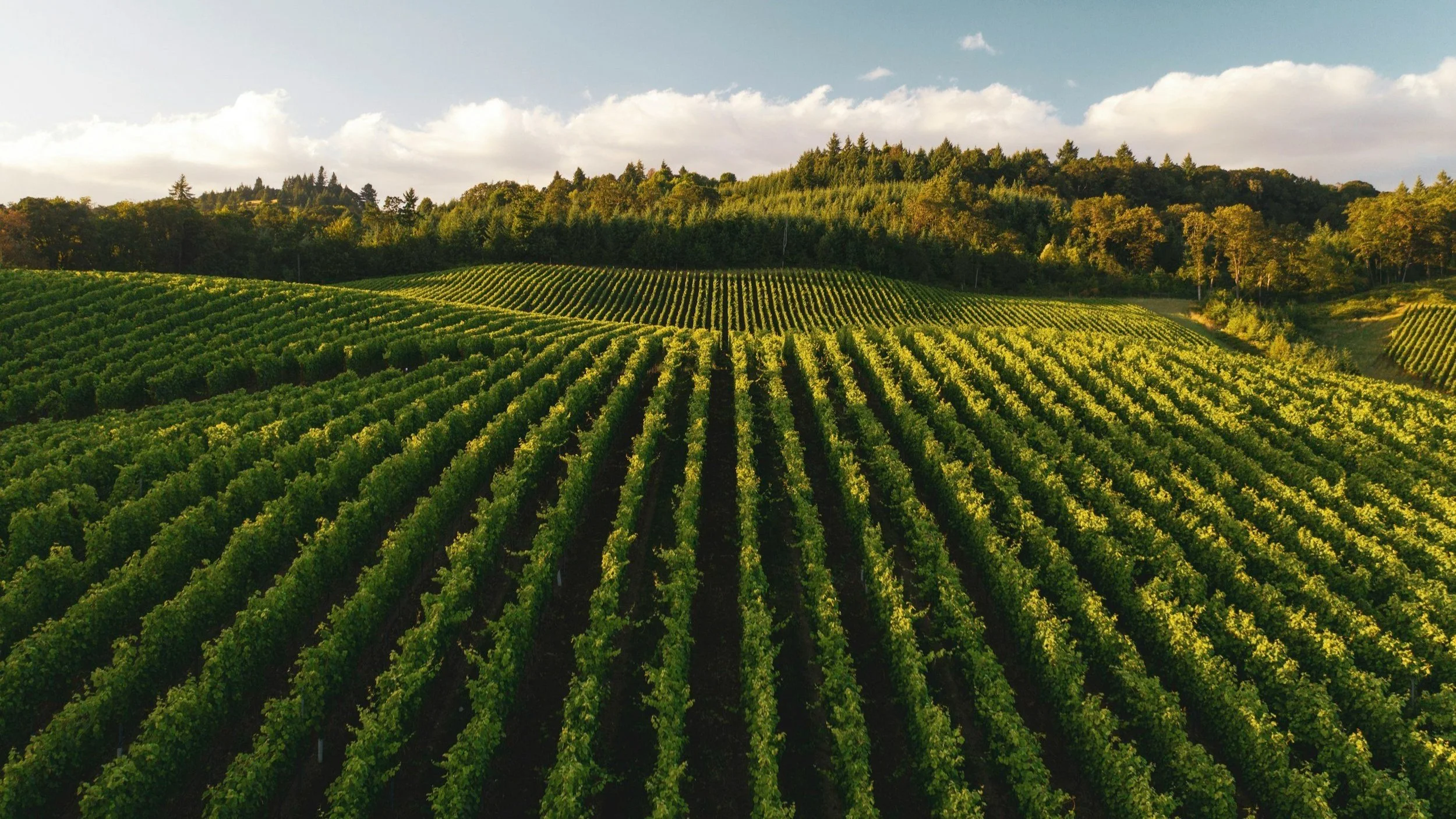 Harvest-Ready Equipment Leasing for California Wineries & Farms