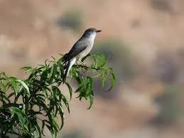 Apoyo en la protección de humedales urbanos en Hijuelas