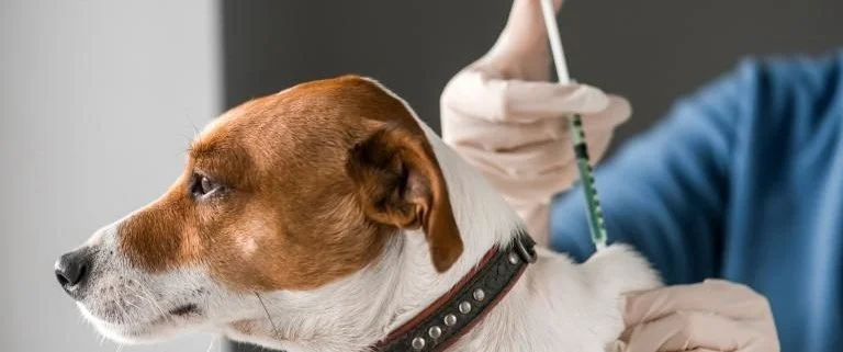 Operativo veterinario de vacunación en María Pinto