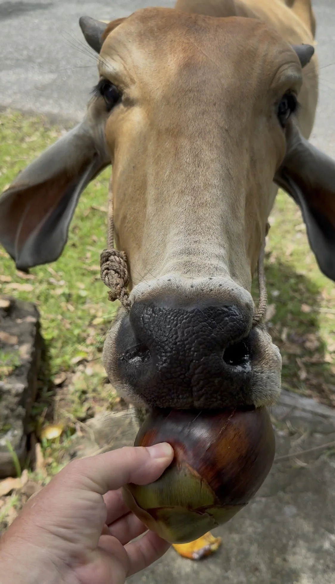 Feeding Brahma cows outside my gate in Kep, Cambodia