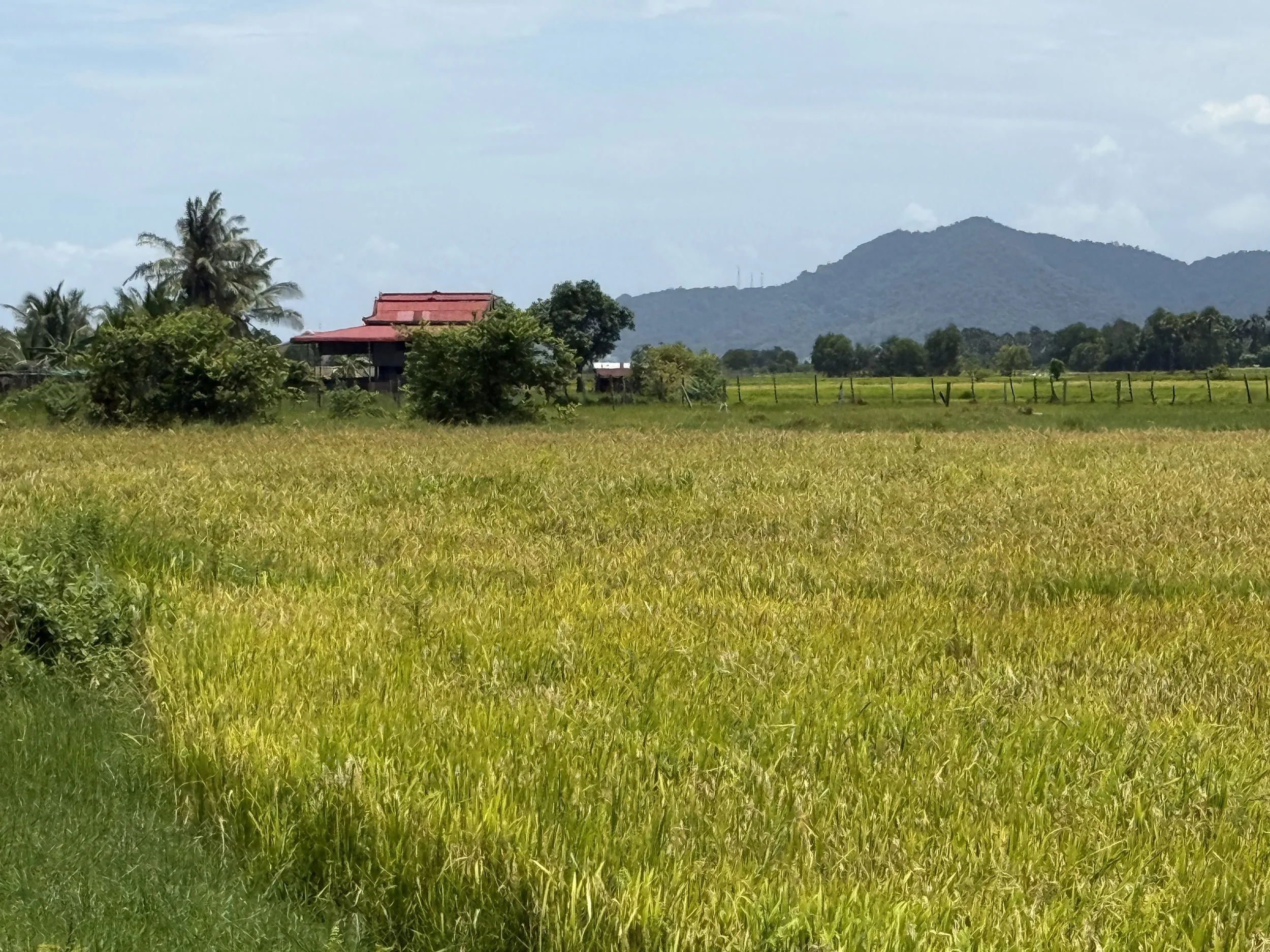 rice-fields-Kep-Cambodia.jpg