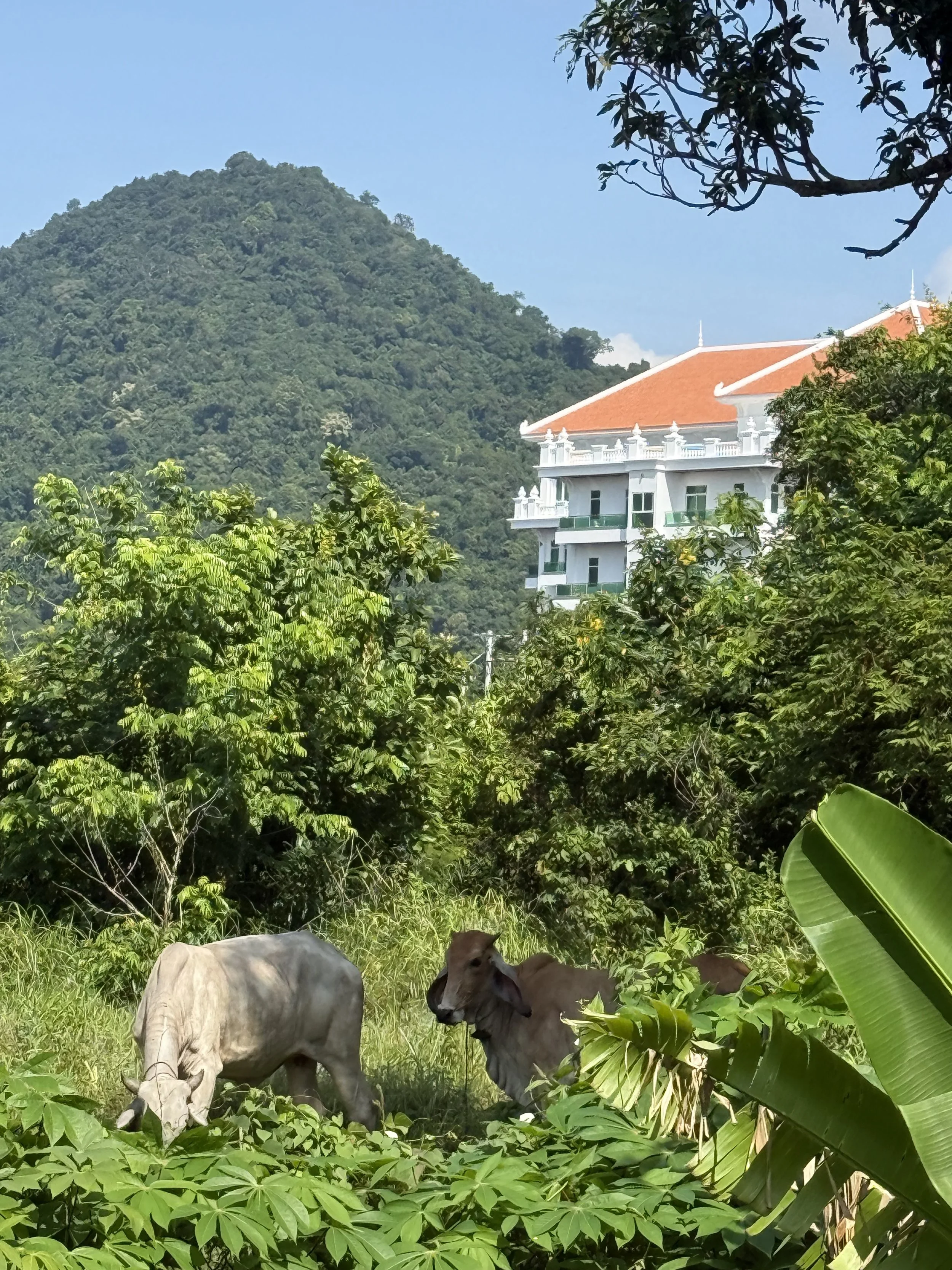 Kep-Cambodia-mountains.jpg