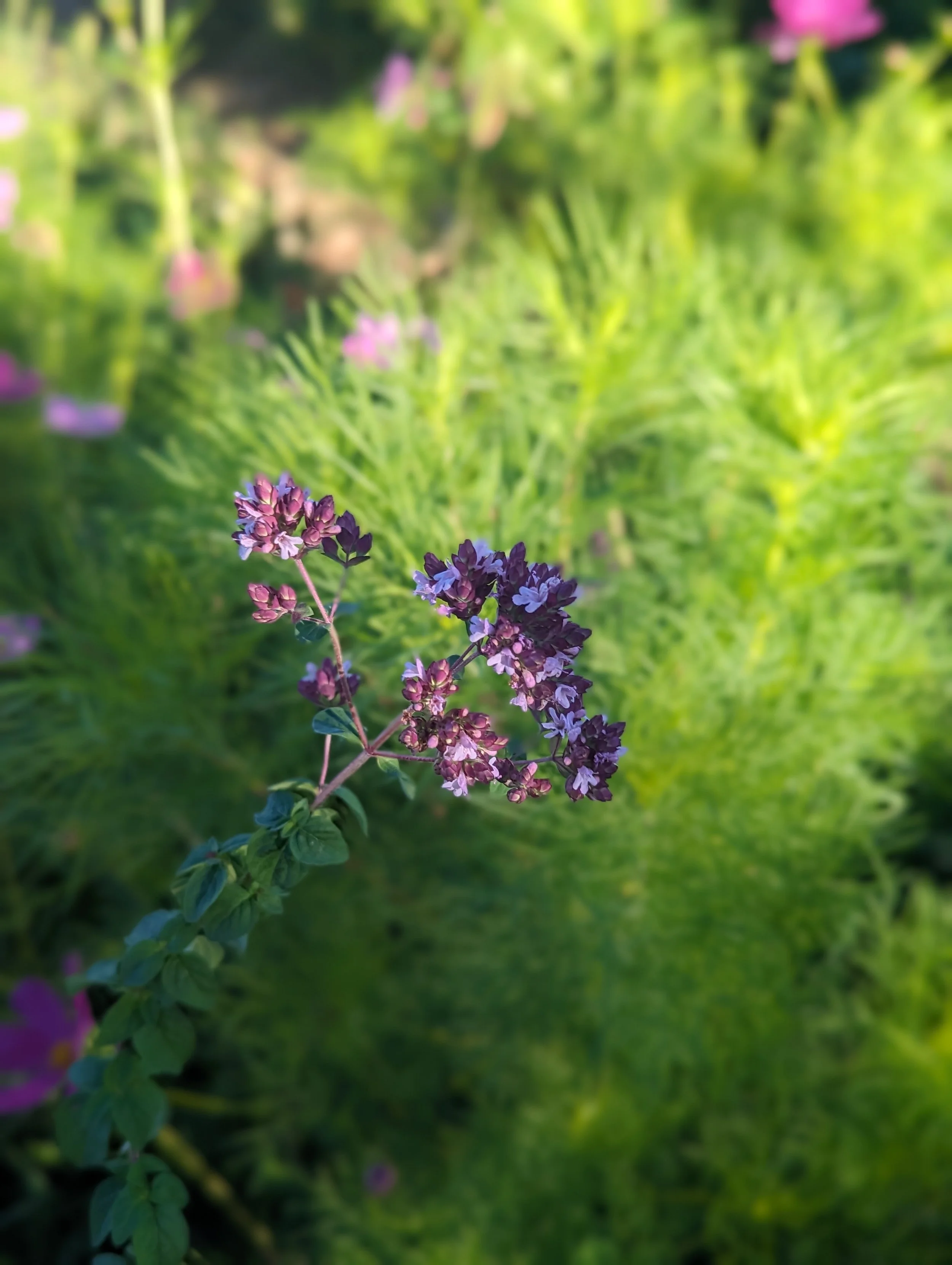 All About Marjoram from the Kitchen to Your Medicine Cabinet