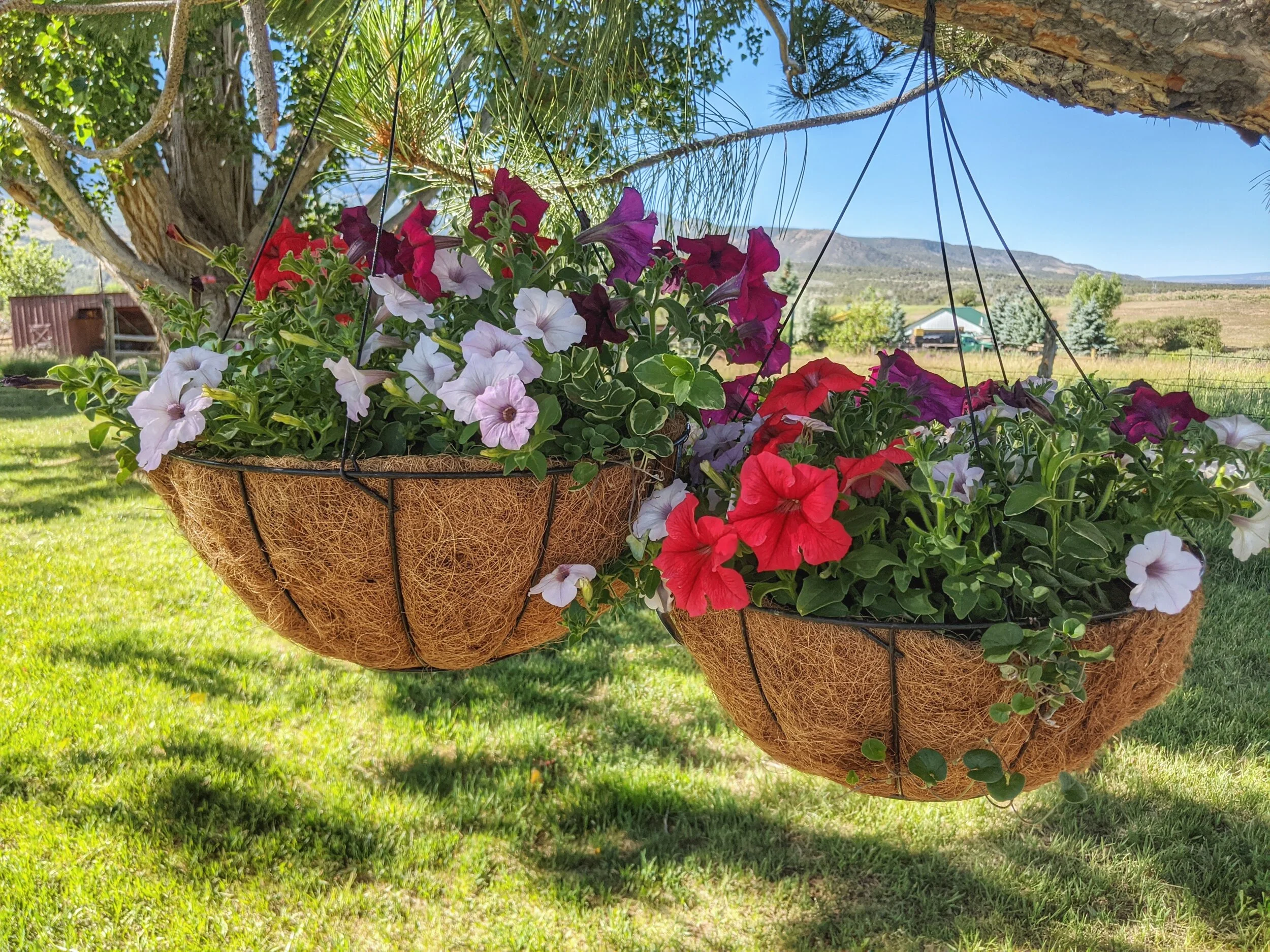 Caring for Your Hanging Baskets, Part 1 - Deadheading 