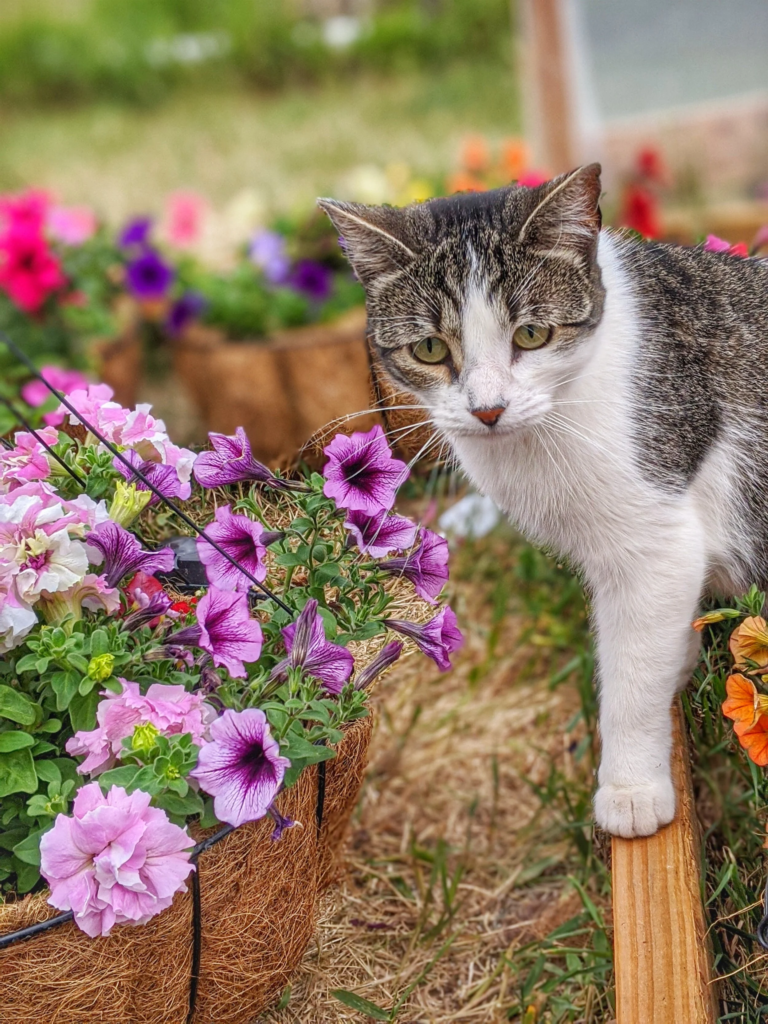 Caring for Your Hanging Baskets, Part 2 -  Watering