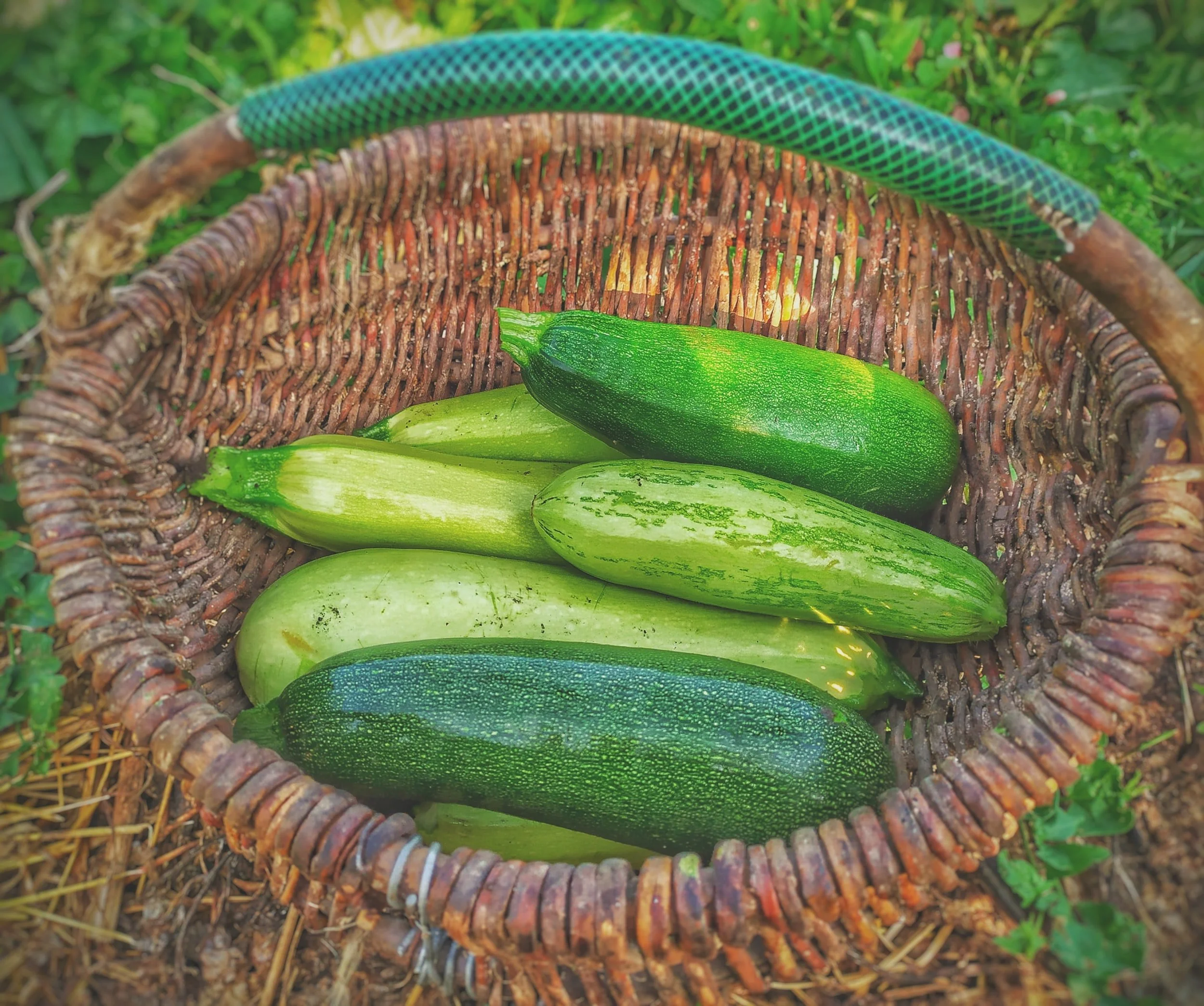 Farm Box Recipe Week 2!