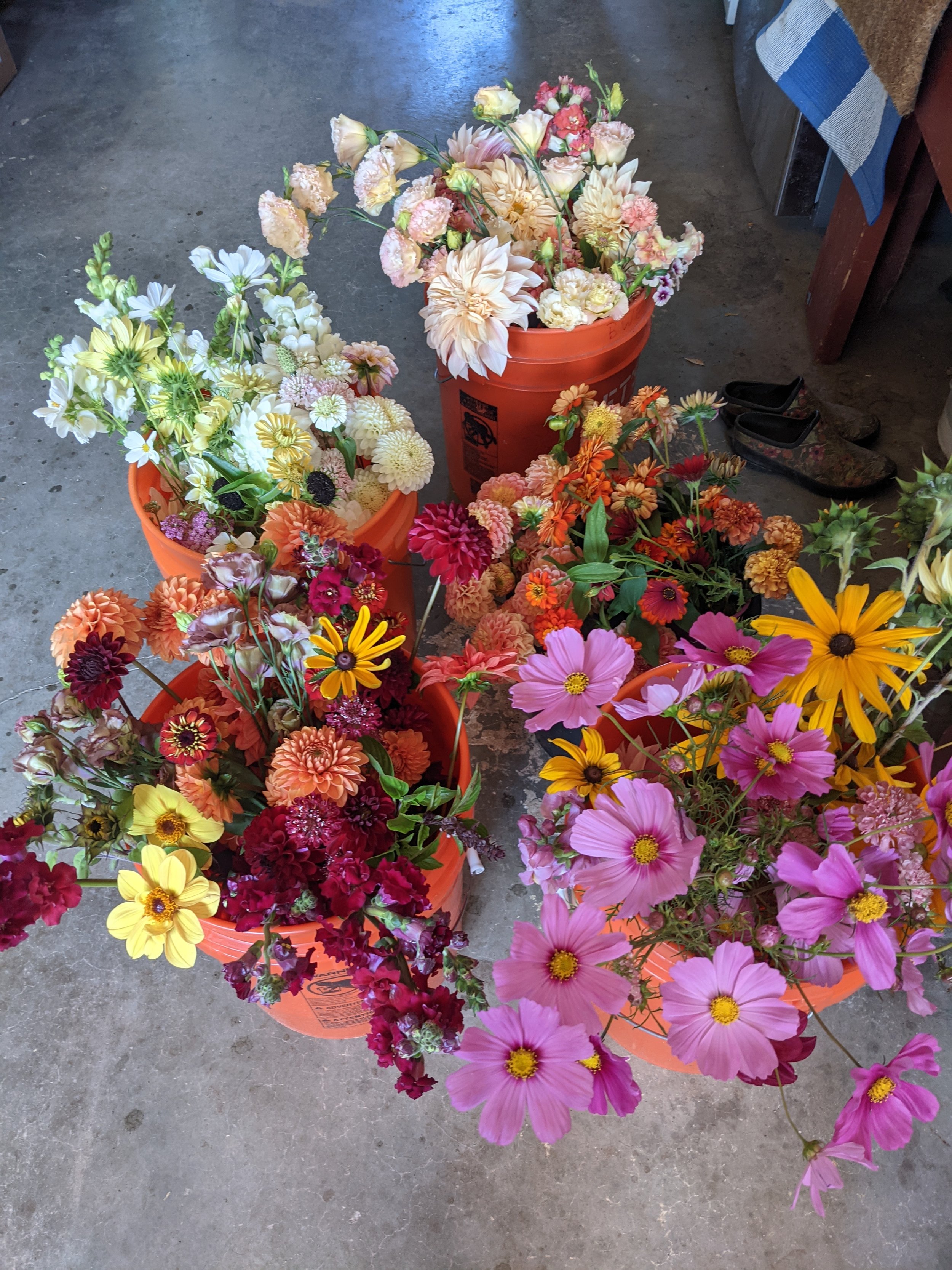 best organic flowers by the bucket colorado.jpeg