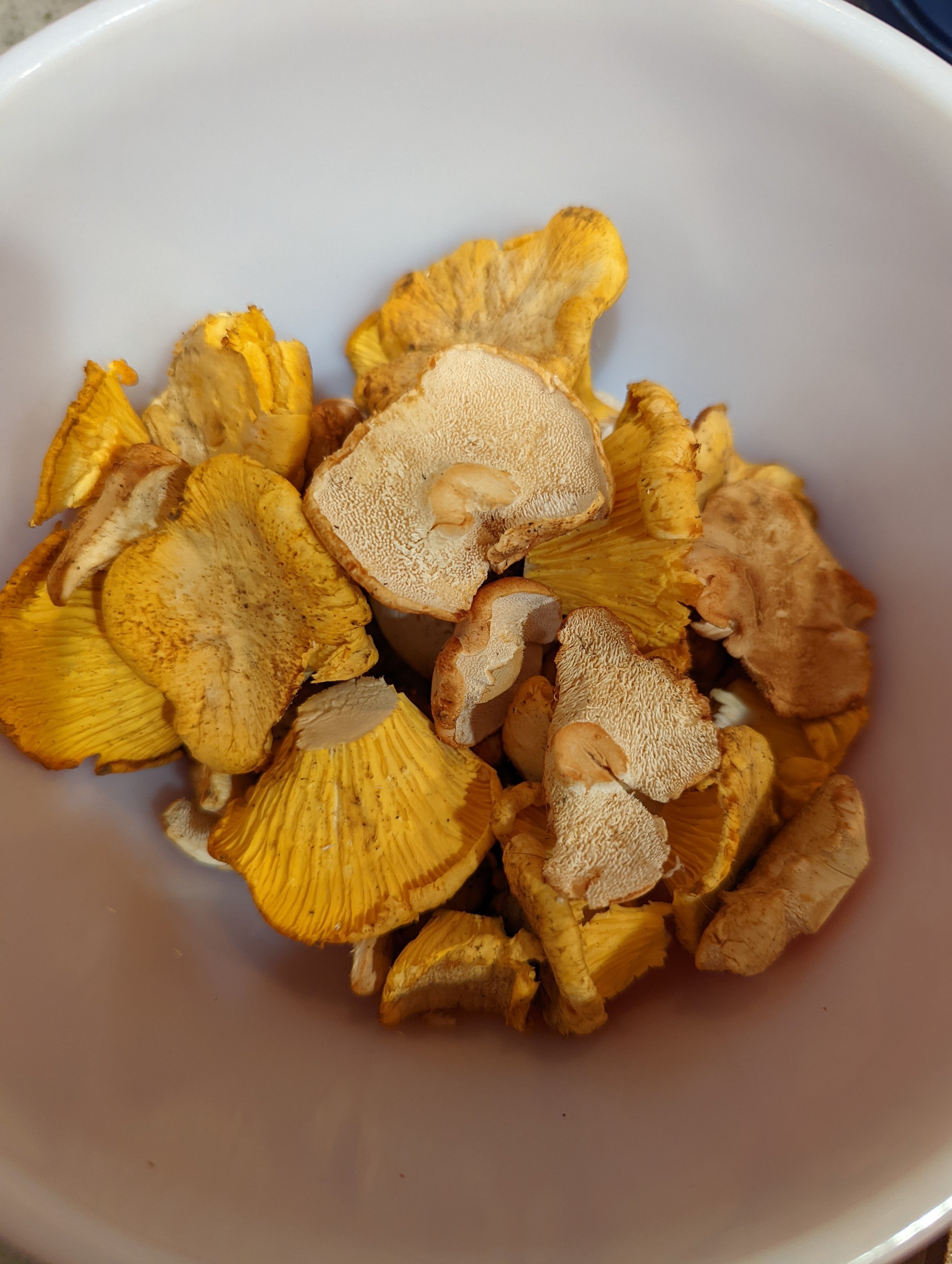 colorado foraged mushrooms used with garden herbs and wild game.jpeg