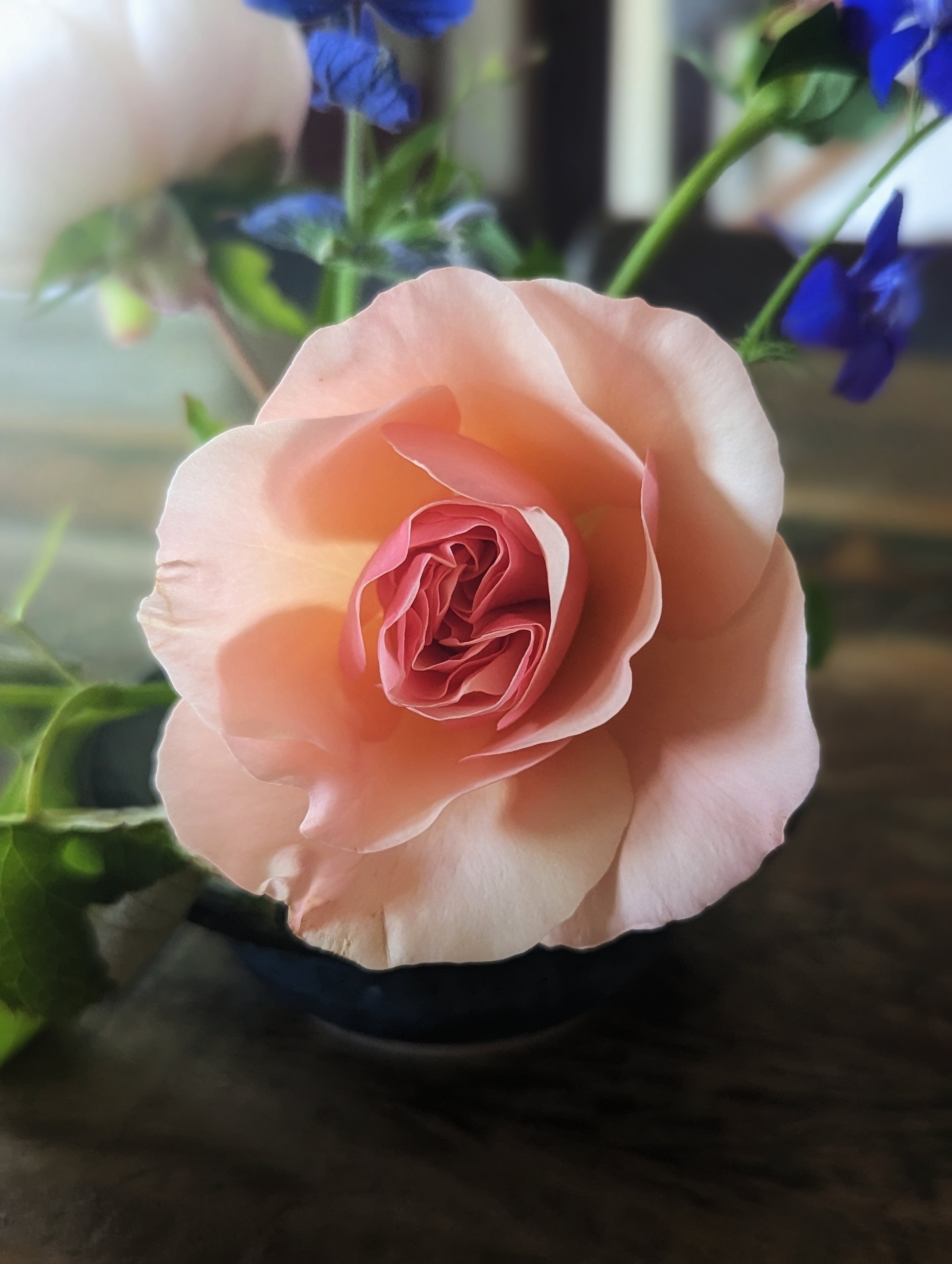 blush rose dew lily farm colorado.jpeg