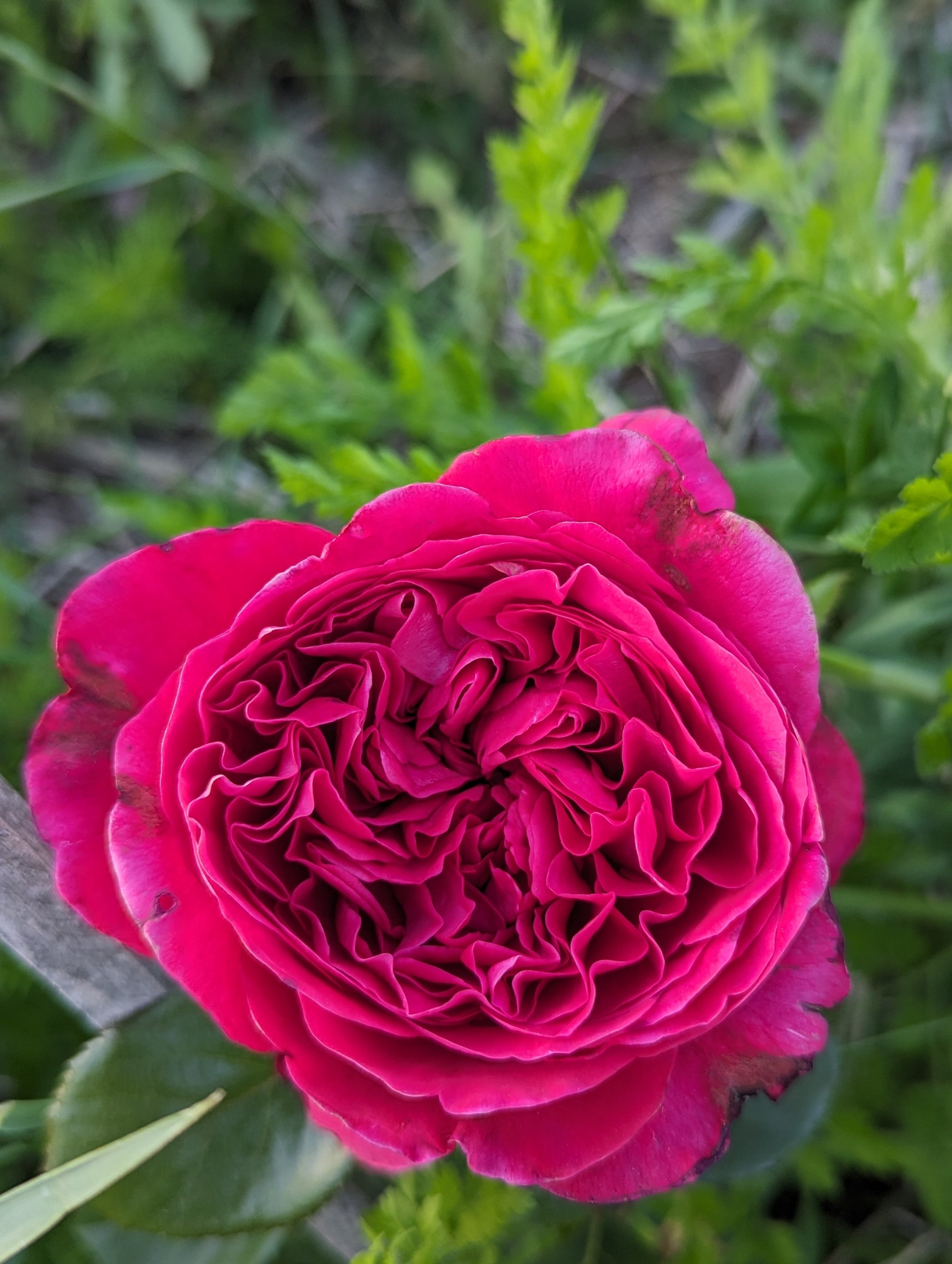 jewel tone garden roses dew lily farm colorado.jpg