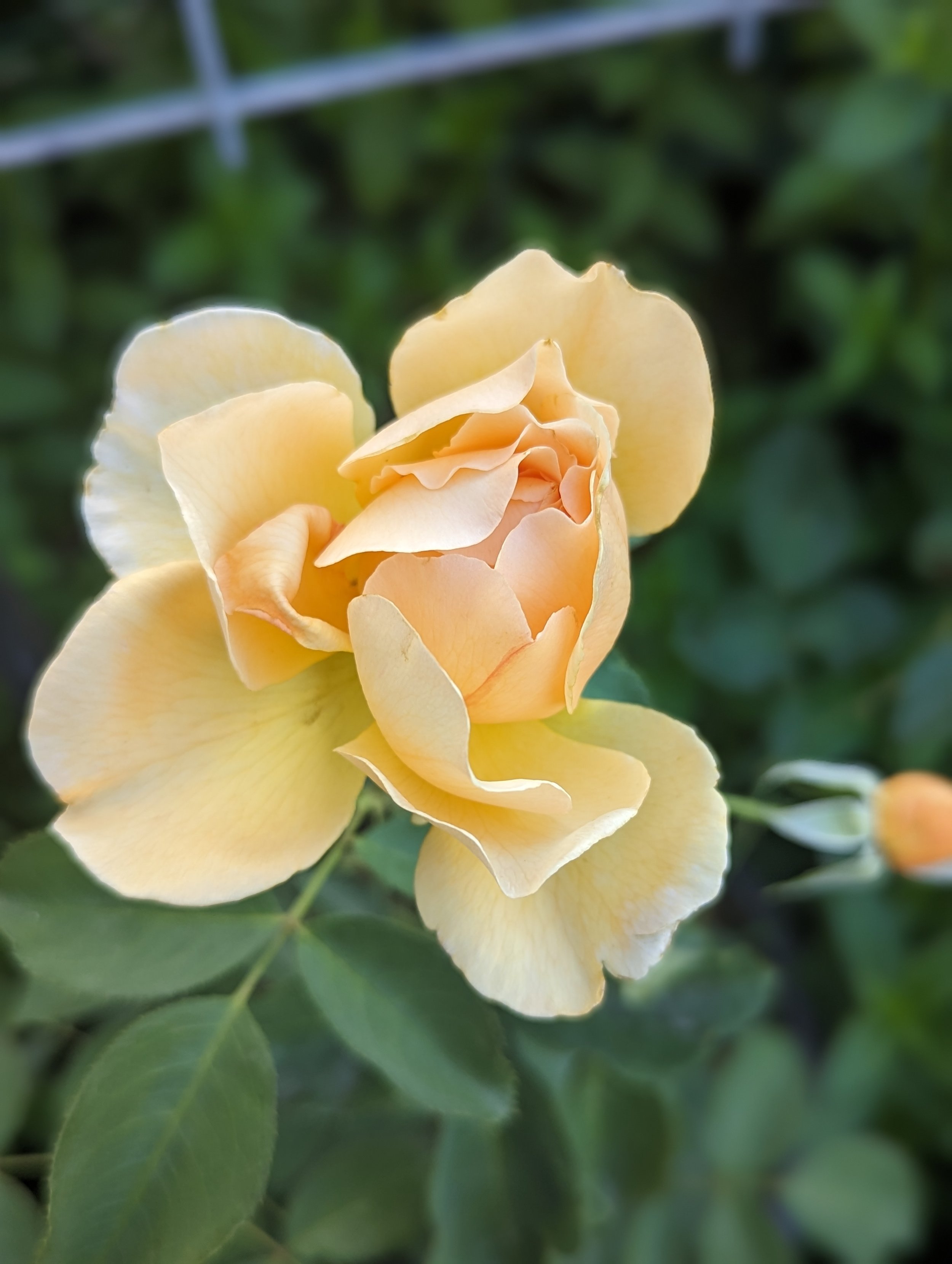 soft yellow cut rose dew lily farm colorado.jpg