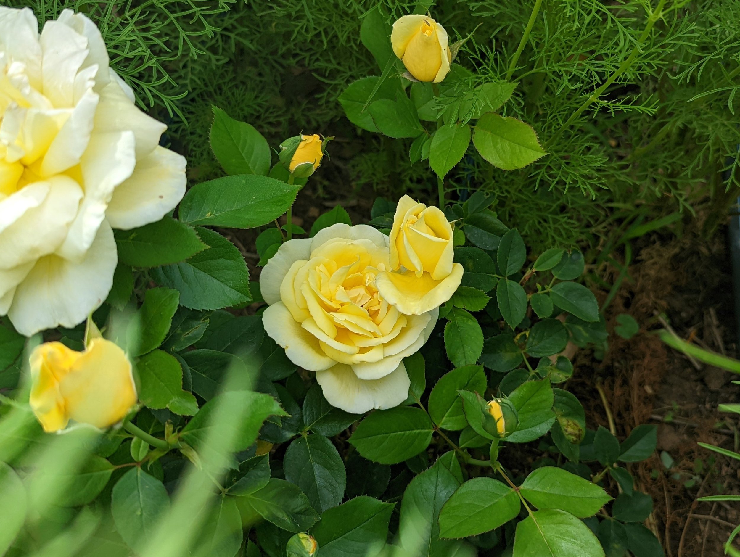 yellow-rose-colorado-dew-lily-farm.jpeg