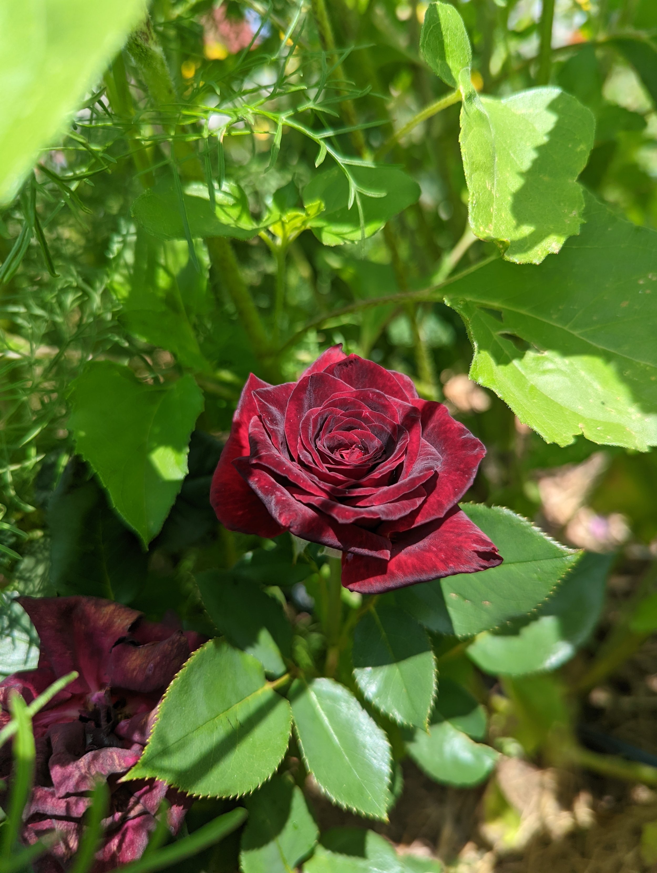 dark red garden roses, dew lily farm colorado.jpeg