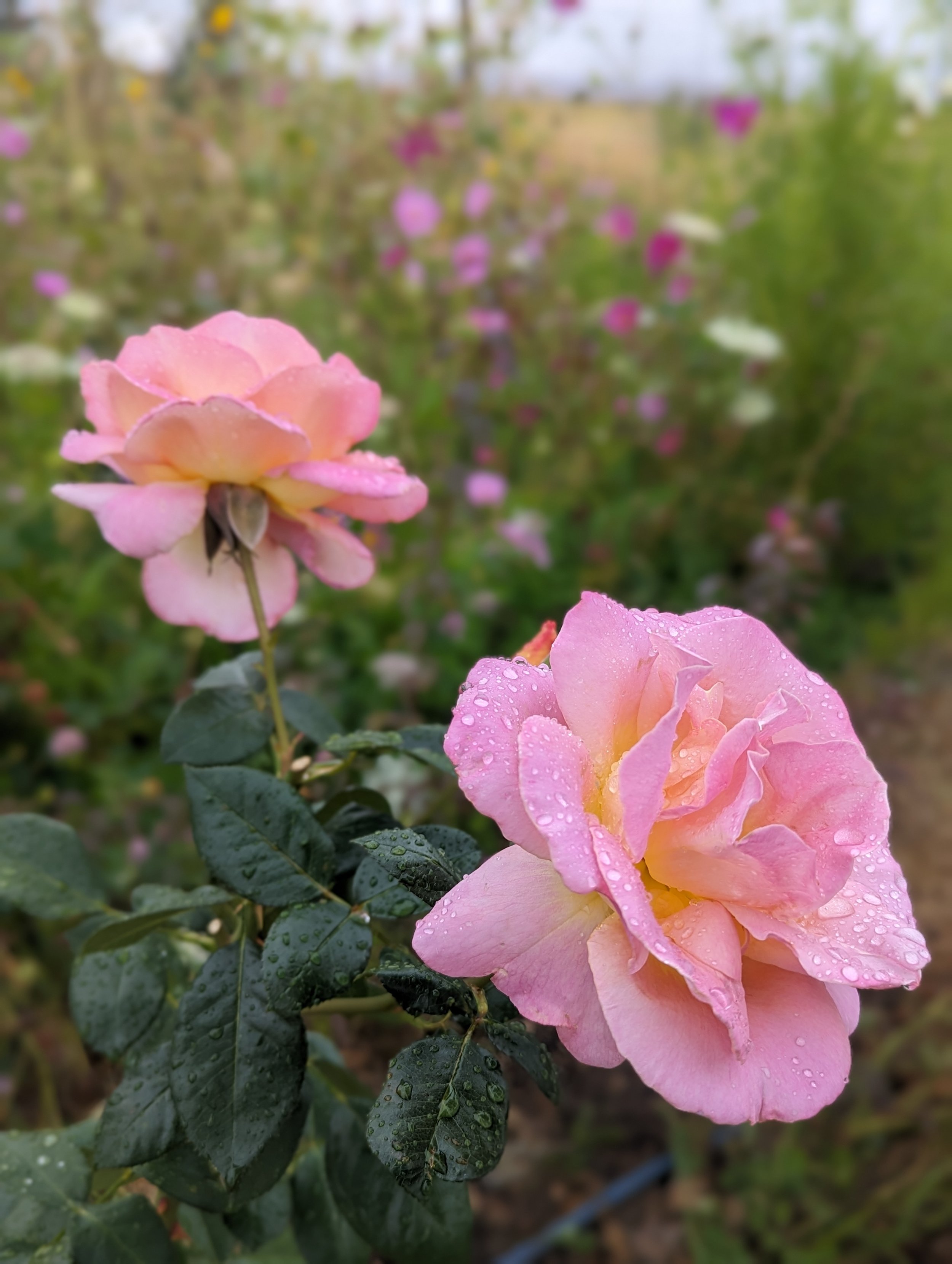 soft pink garden roses dew lily farm.jpg