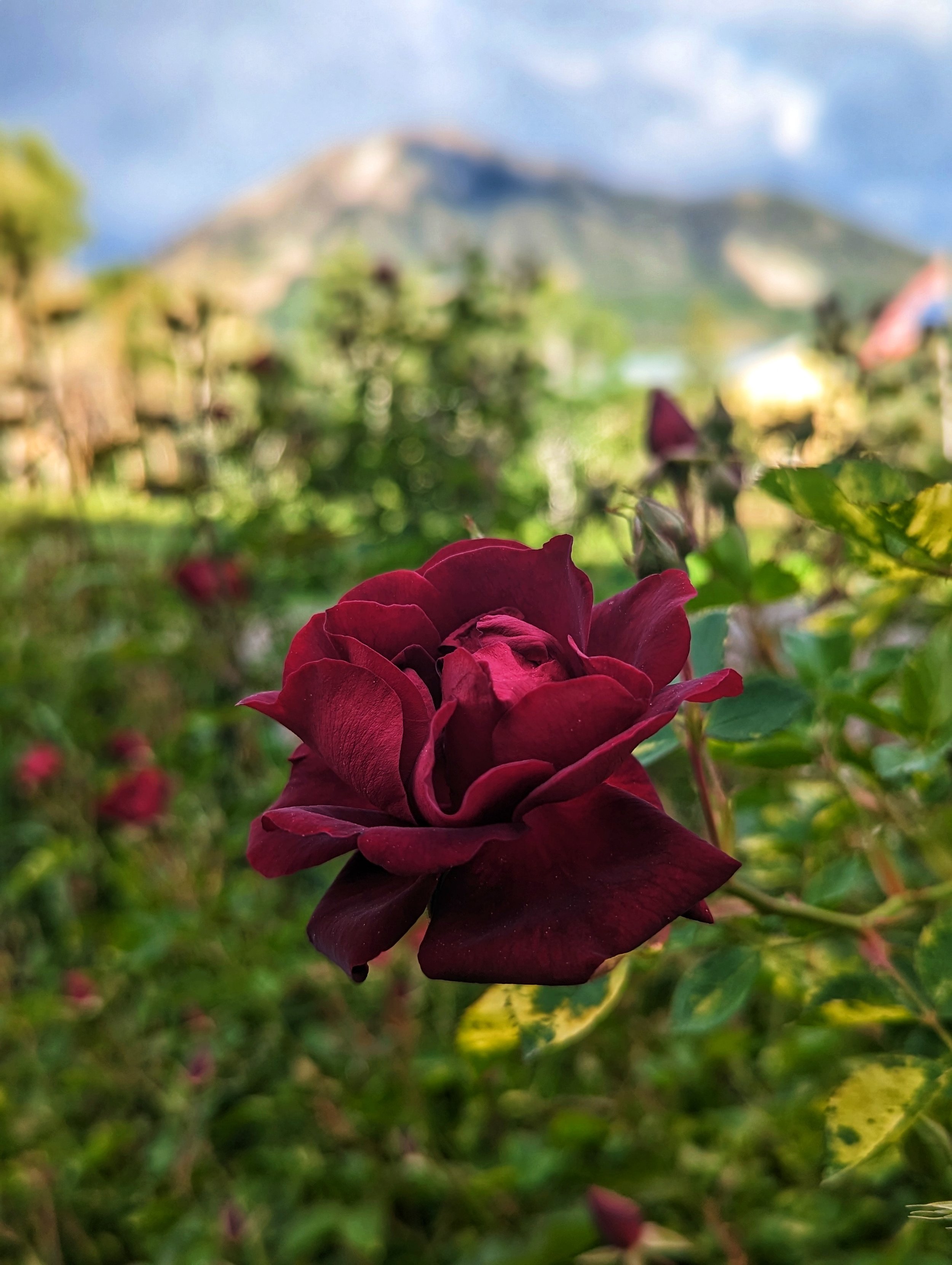 growing roses in colorado, dew lily farm.jpeg