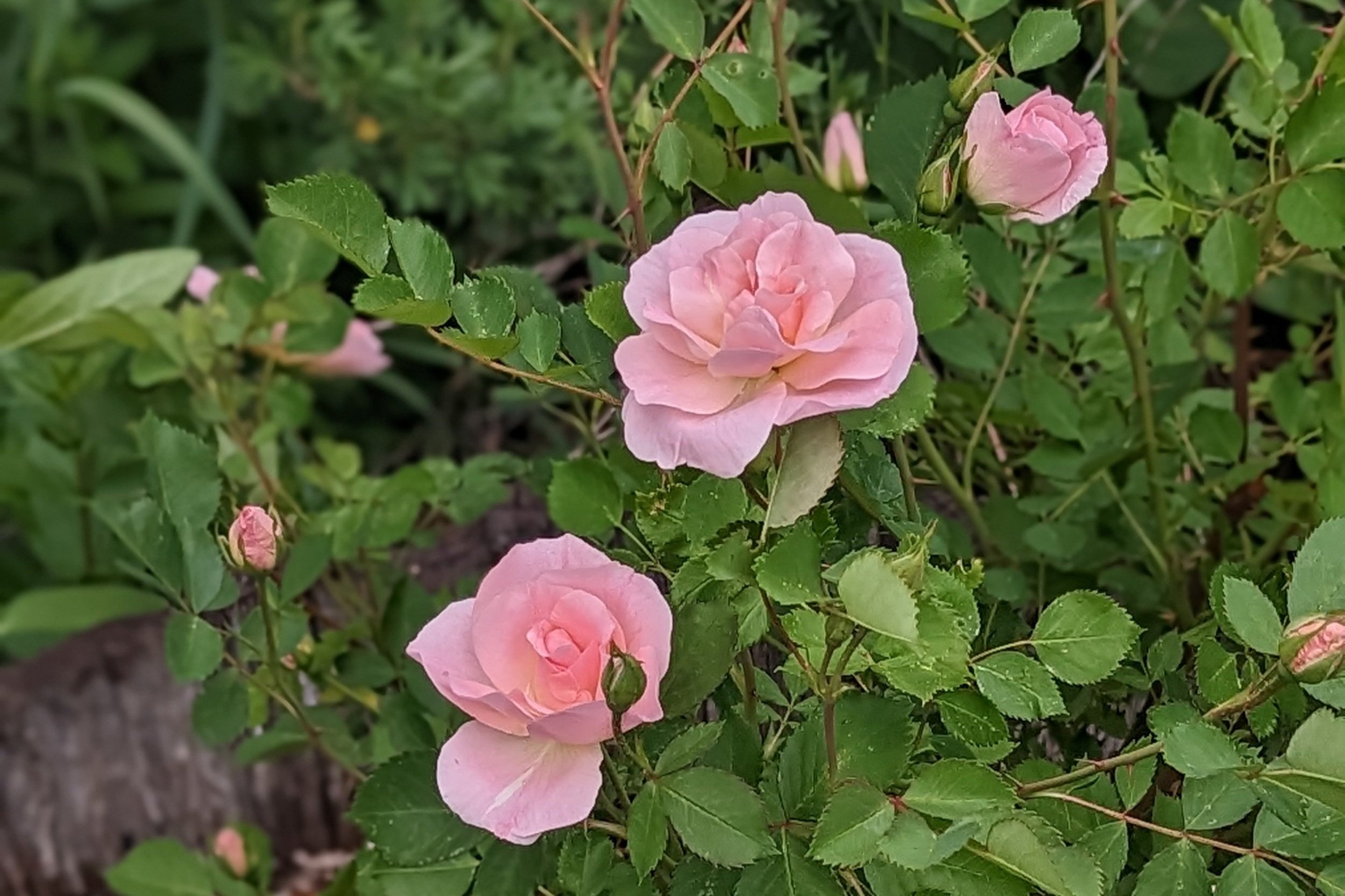 rose-honeymoon-dew-lily-farm-june-2023.jpg
