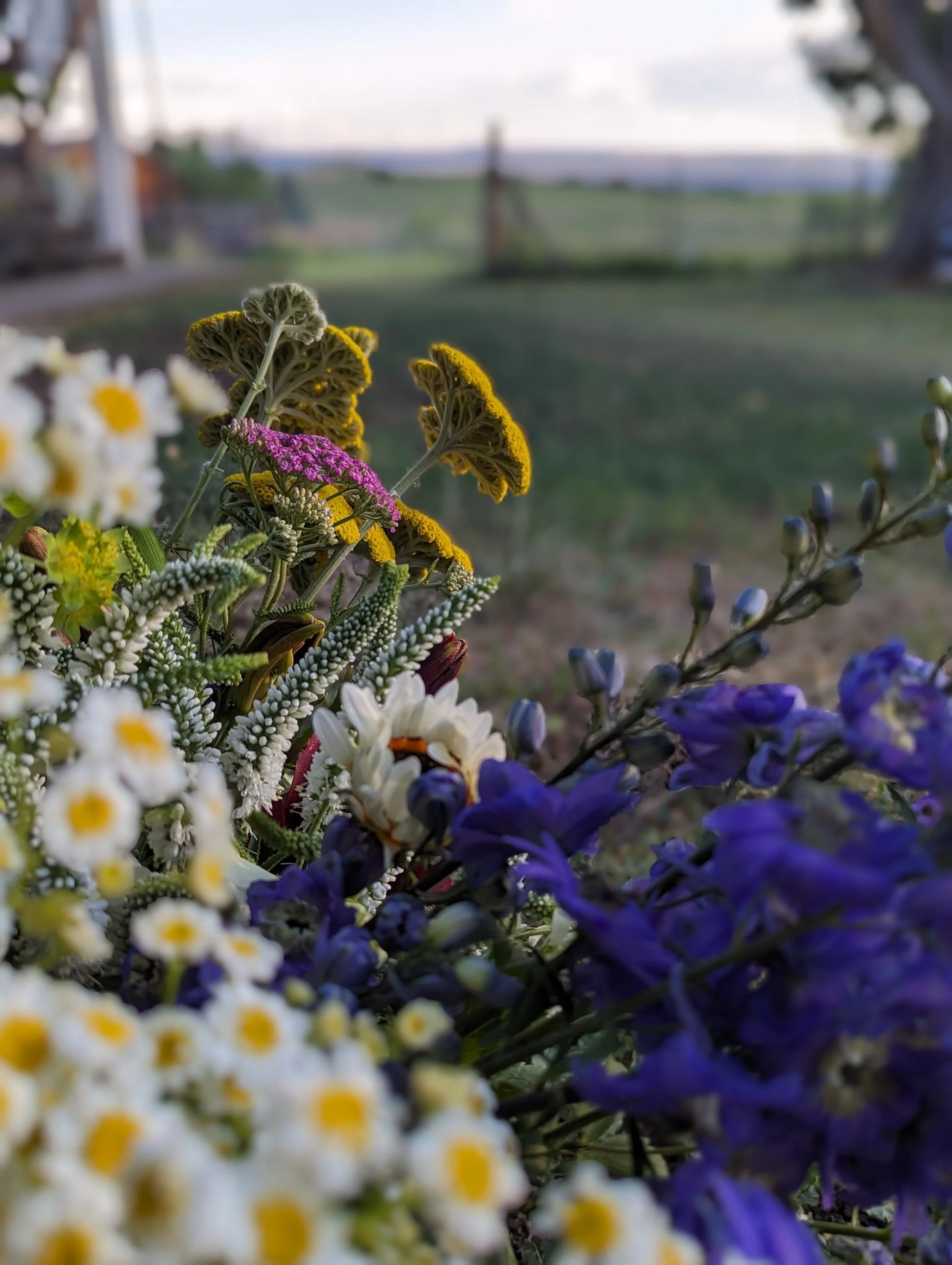 Midsummer Flower Farming: Lessons in Patience, Joy, and Gratitude