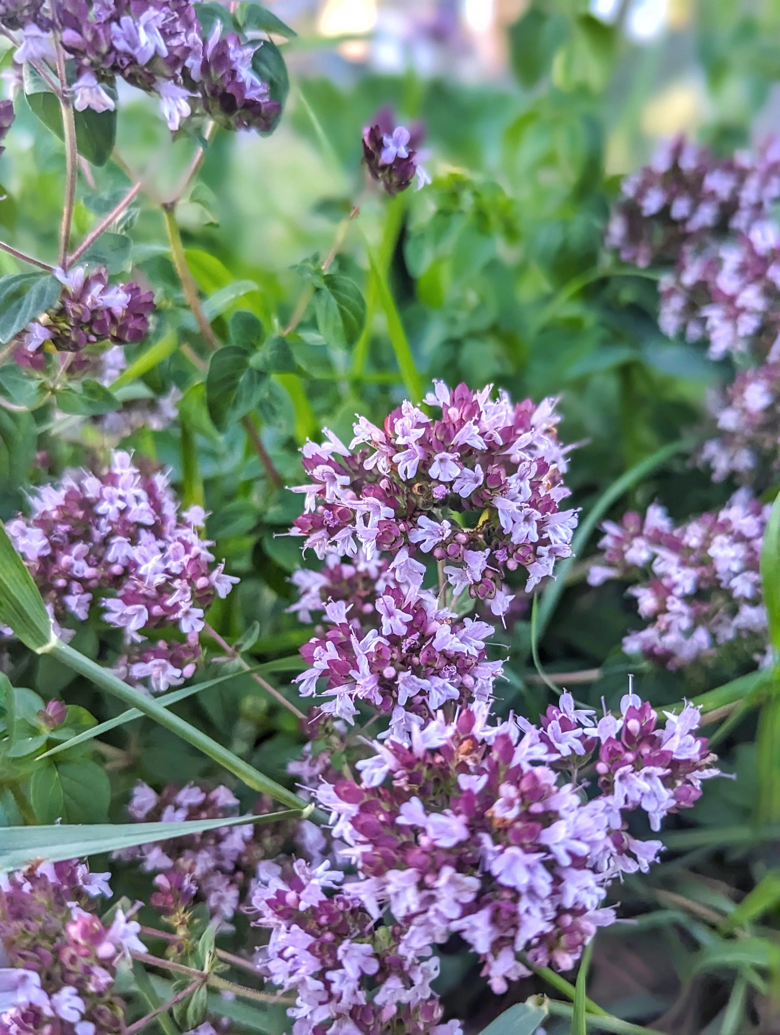 purple flowering marjoram.jpeg