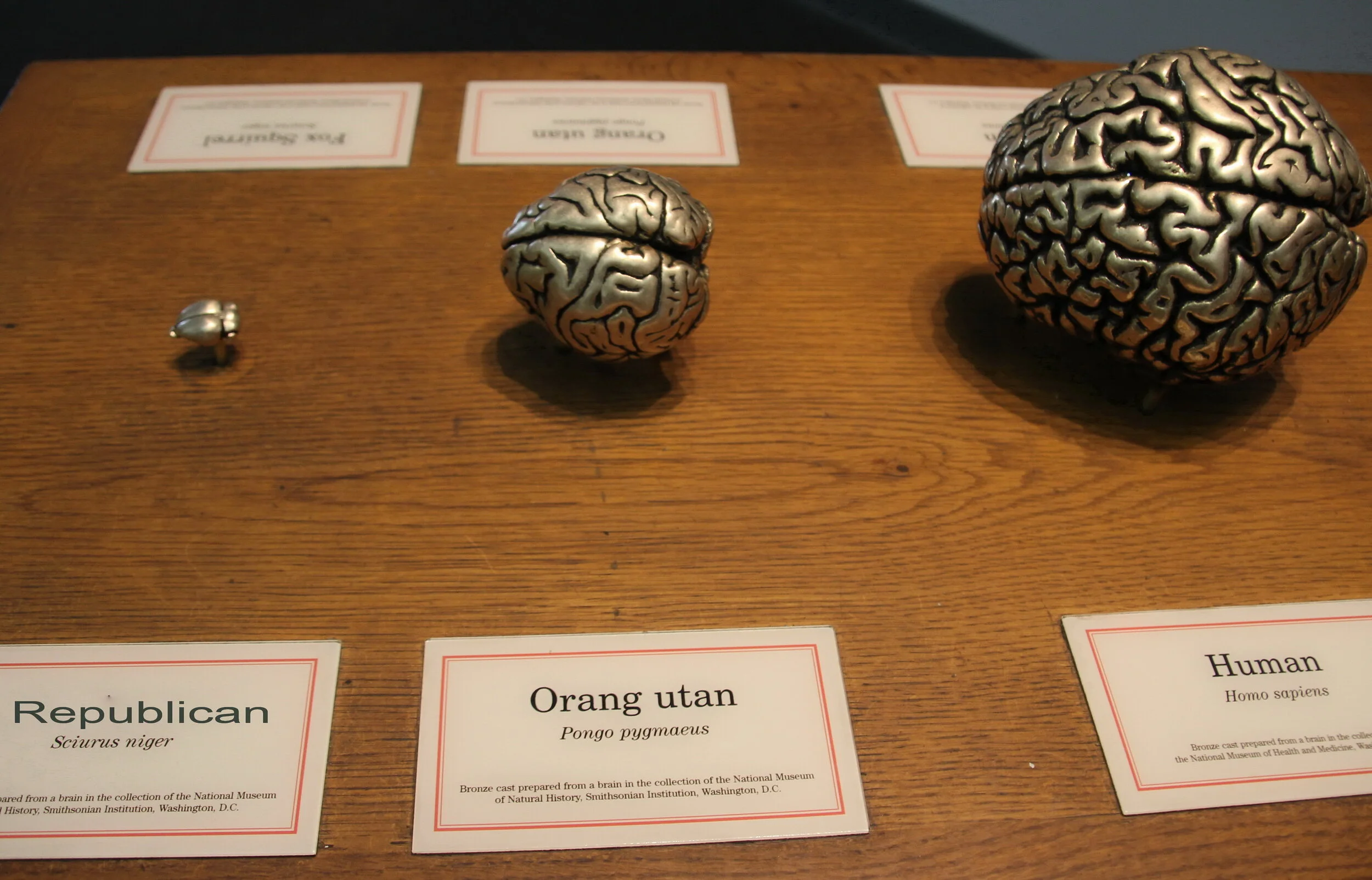 compare brain size.jpg